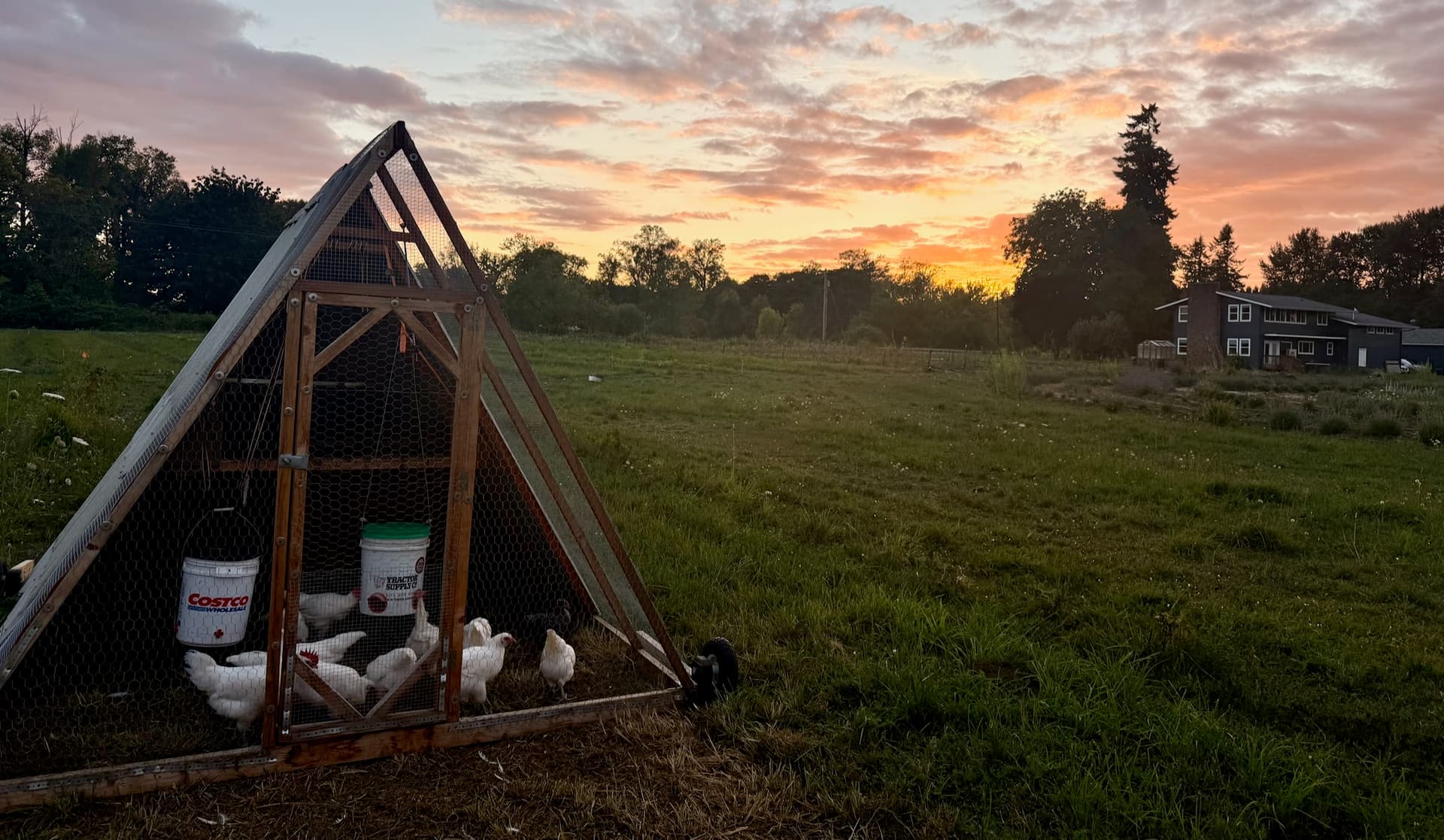 Chickens on rotational pasture at Chehalis River Farm