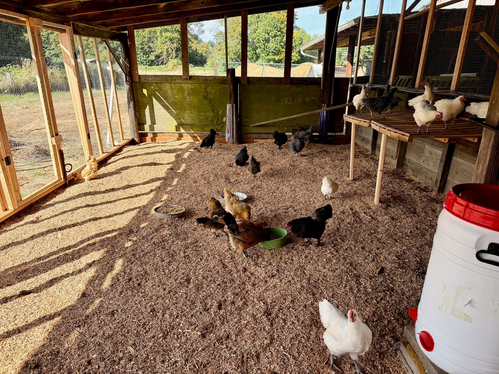 Chickens in the winter coop at Chehalis River Farm