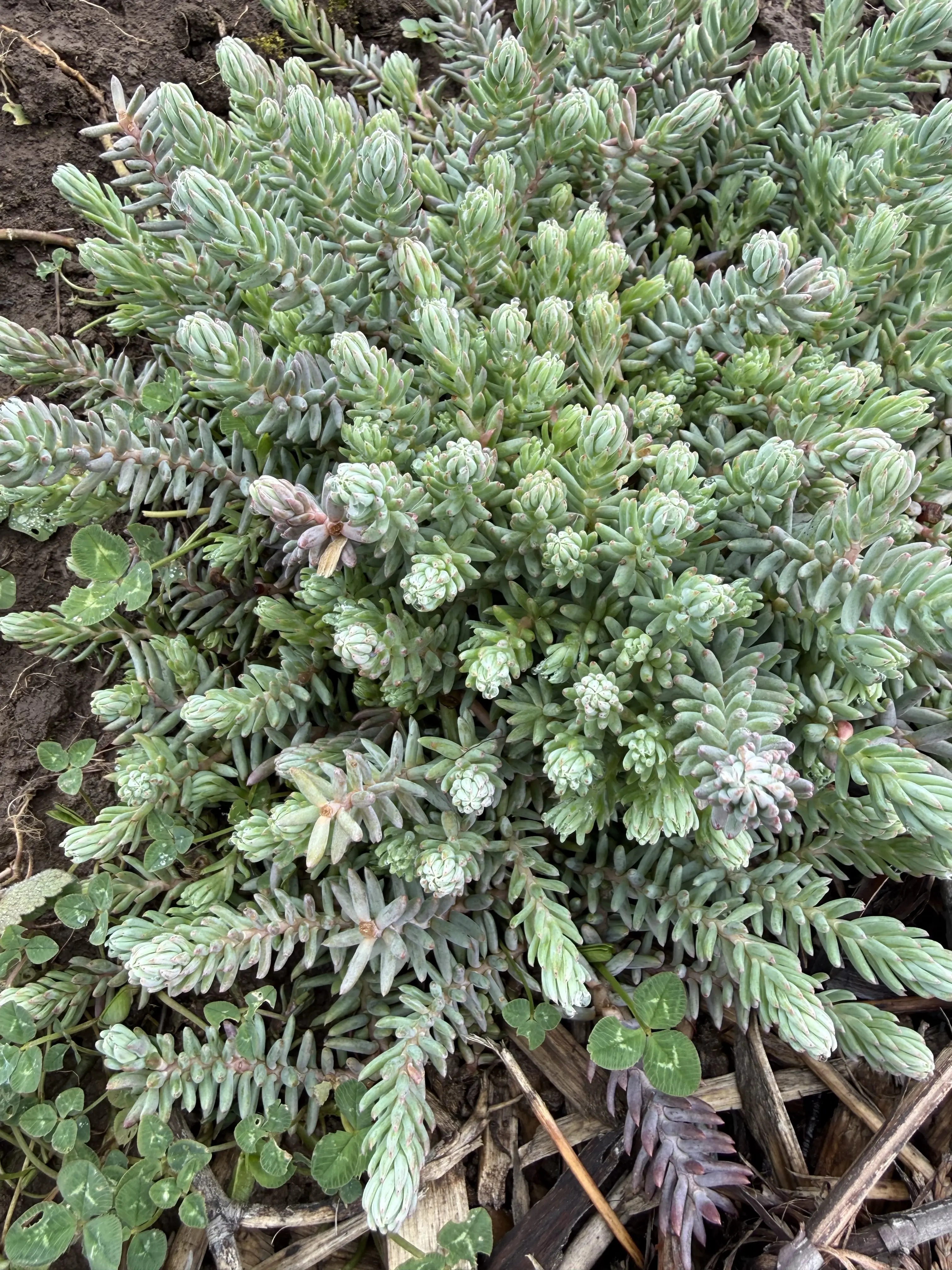 Petrosedum montanum 'Blue Form' in cold weather