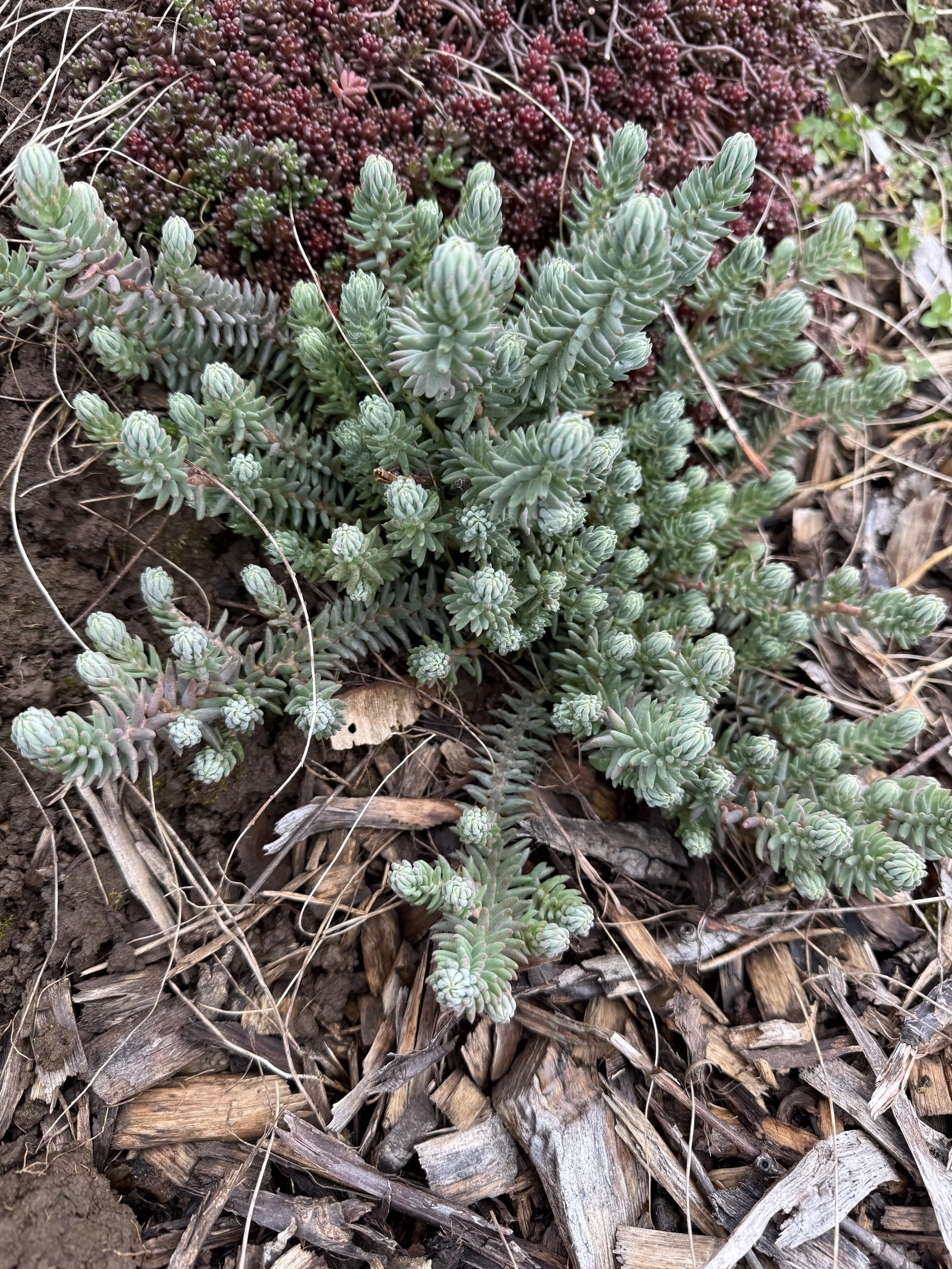 Petrosedum rupestre 'Blue Spruce' in cold weather