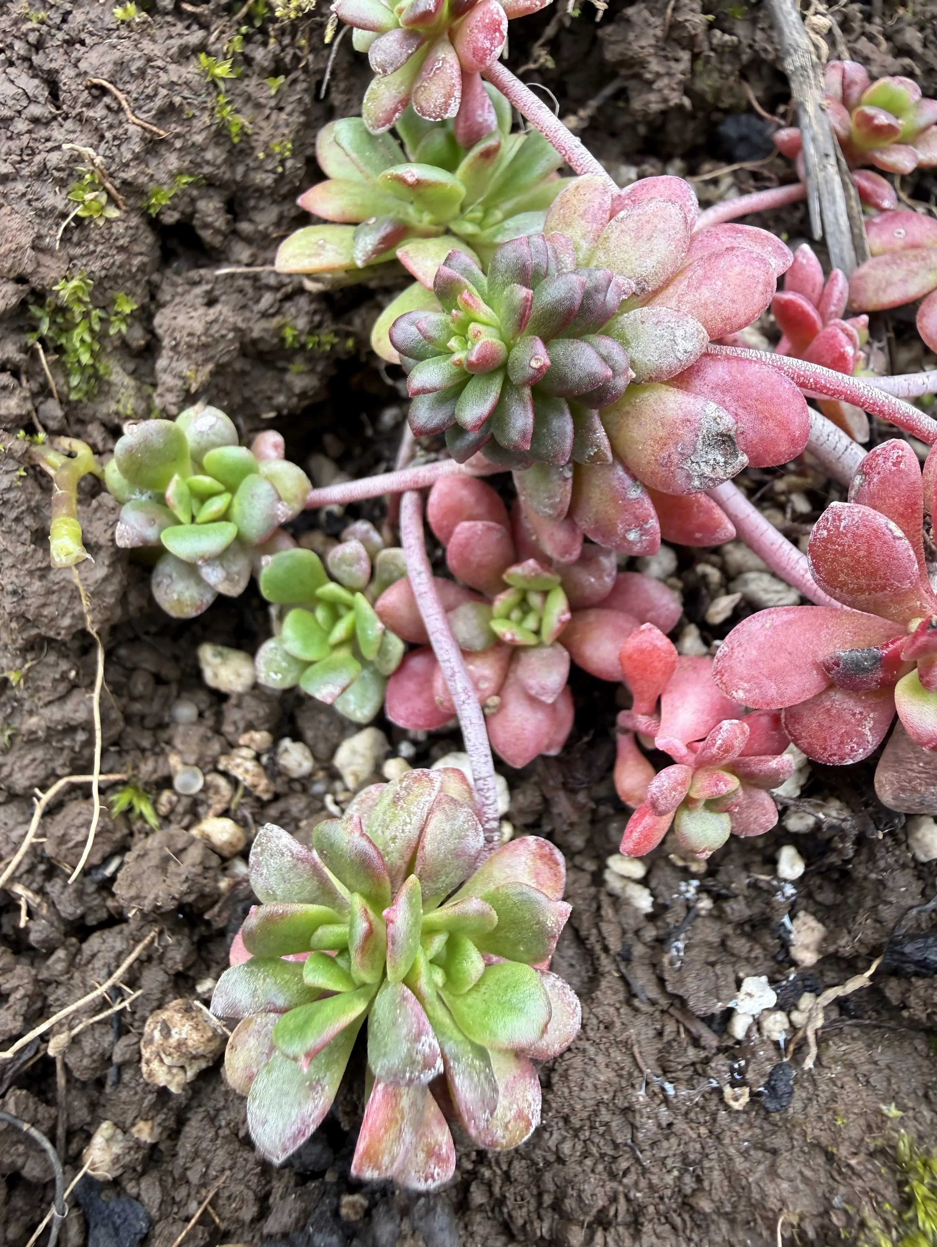 Sedum purdyi