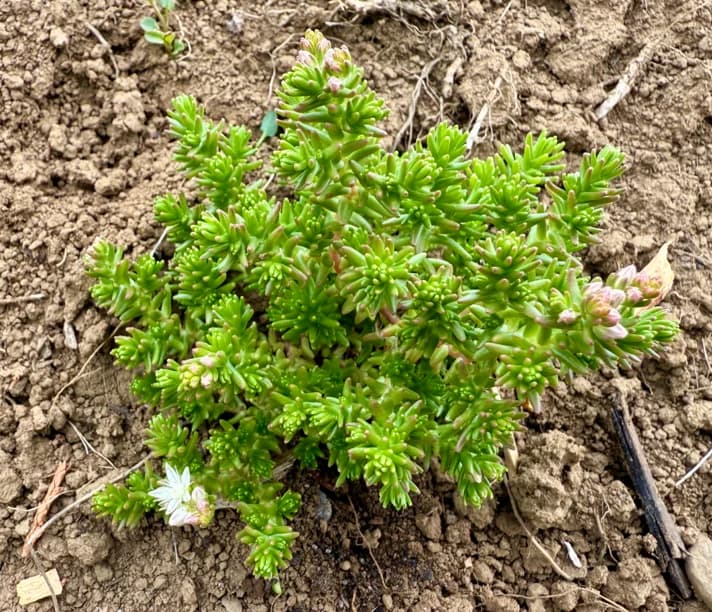 Sedum sexangulare
