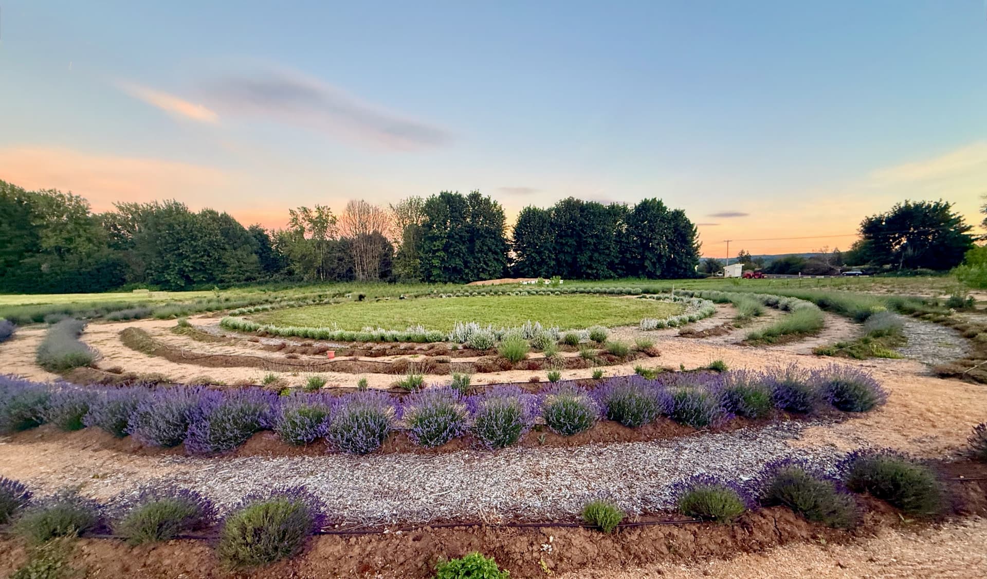 The circular lavender garden at Chehalis River Farm at sunset