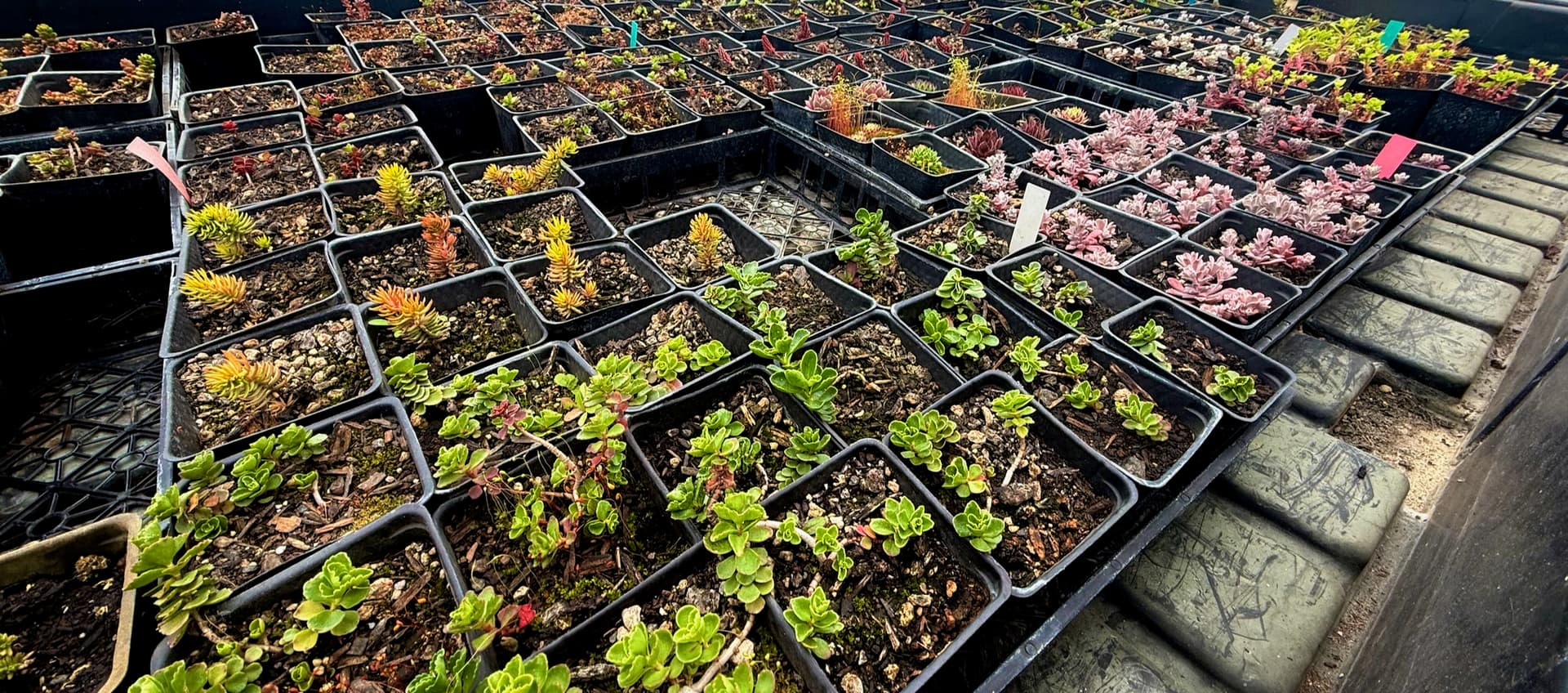 Sedum and sempervivum trays in the Chehalis River Farm greenhouse