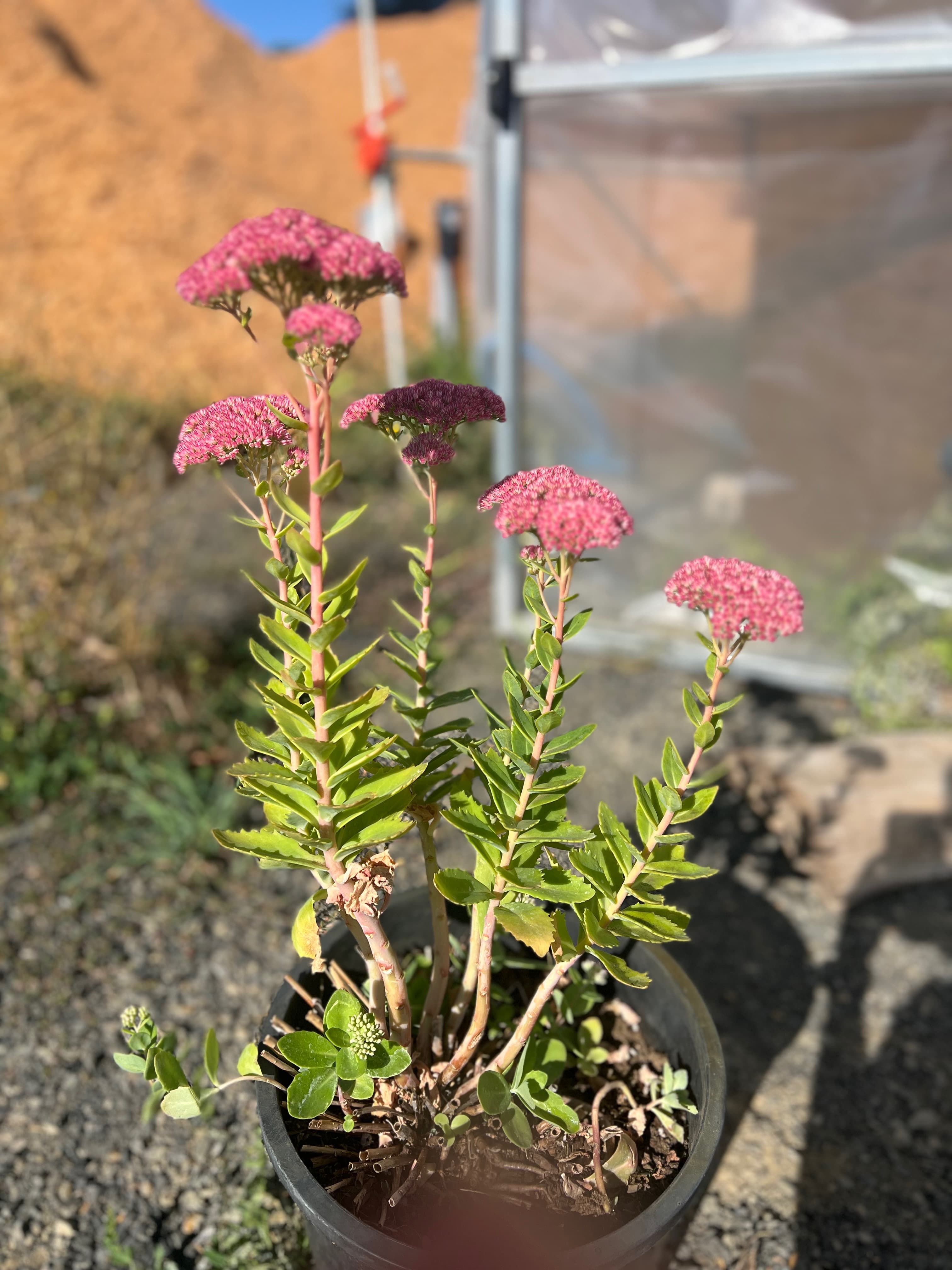 Hylotelephium 'Autumn Joy'