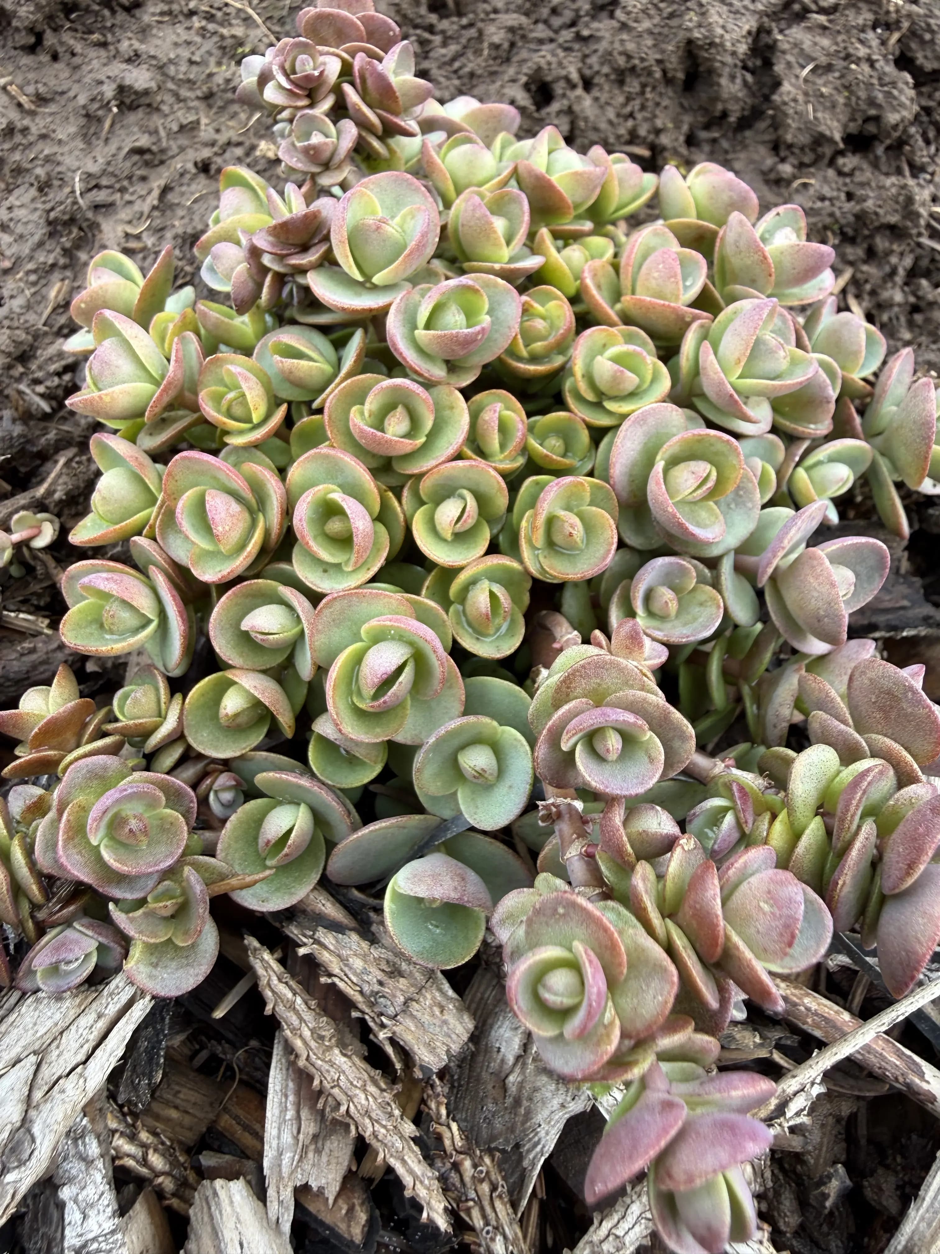 Hylotelephium 'Ewersii'