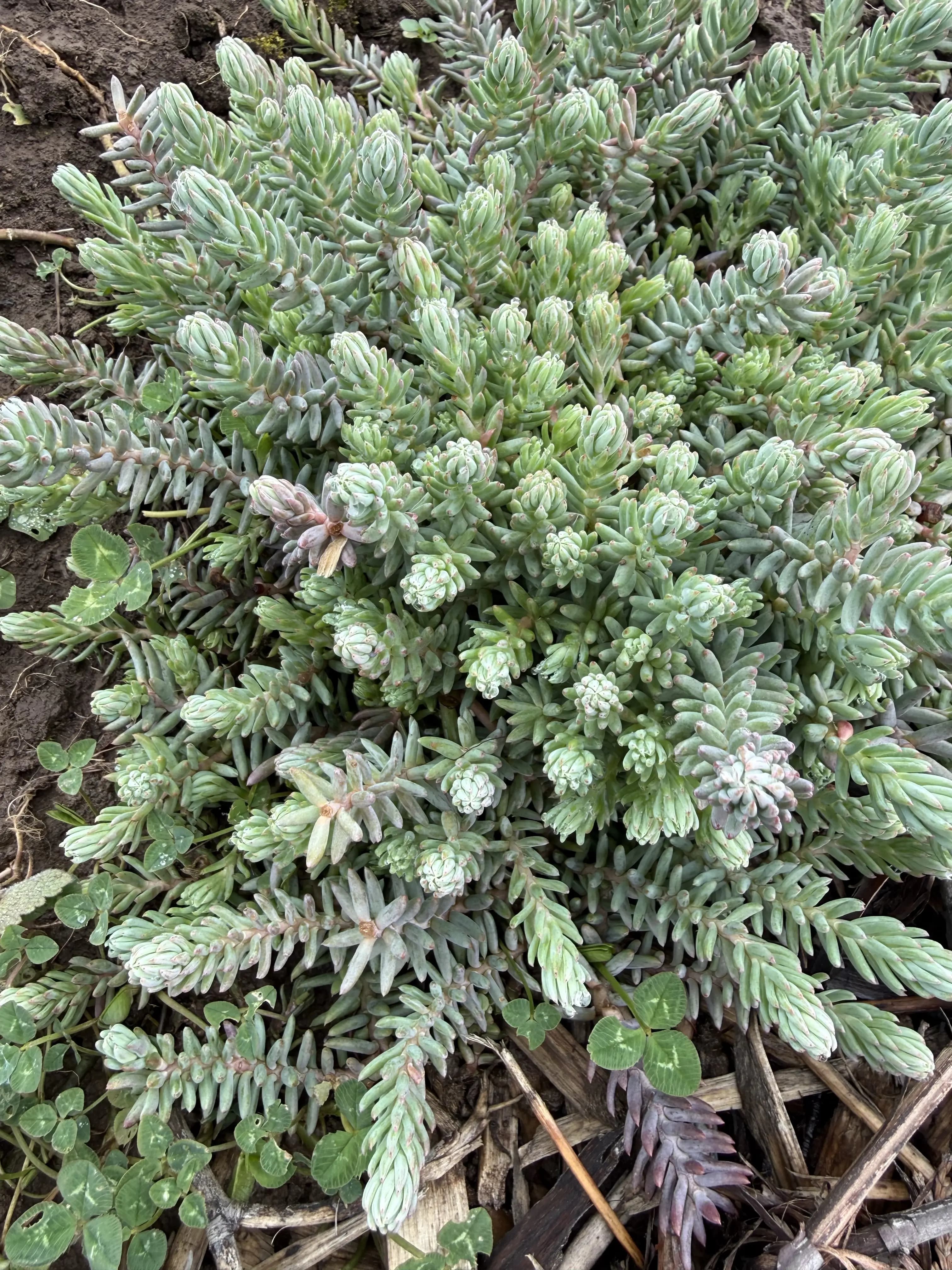 Petrosedum 'Blue Form' — cold-hardy photo