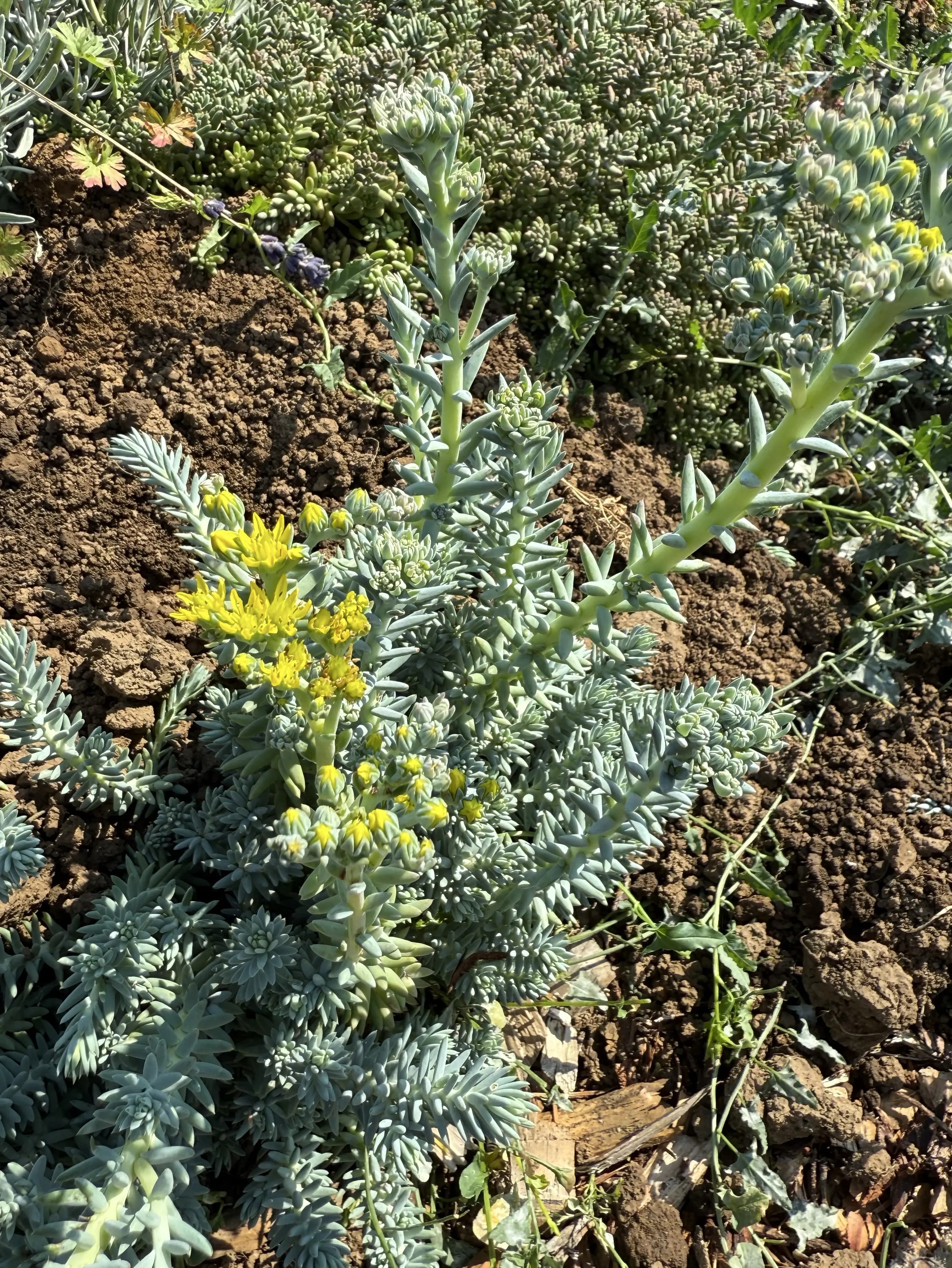 Petrosedum 'Blue Spruce'