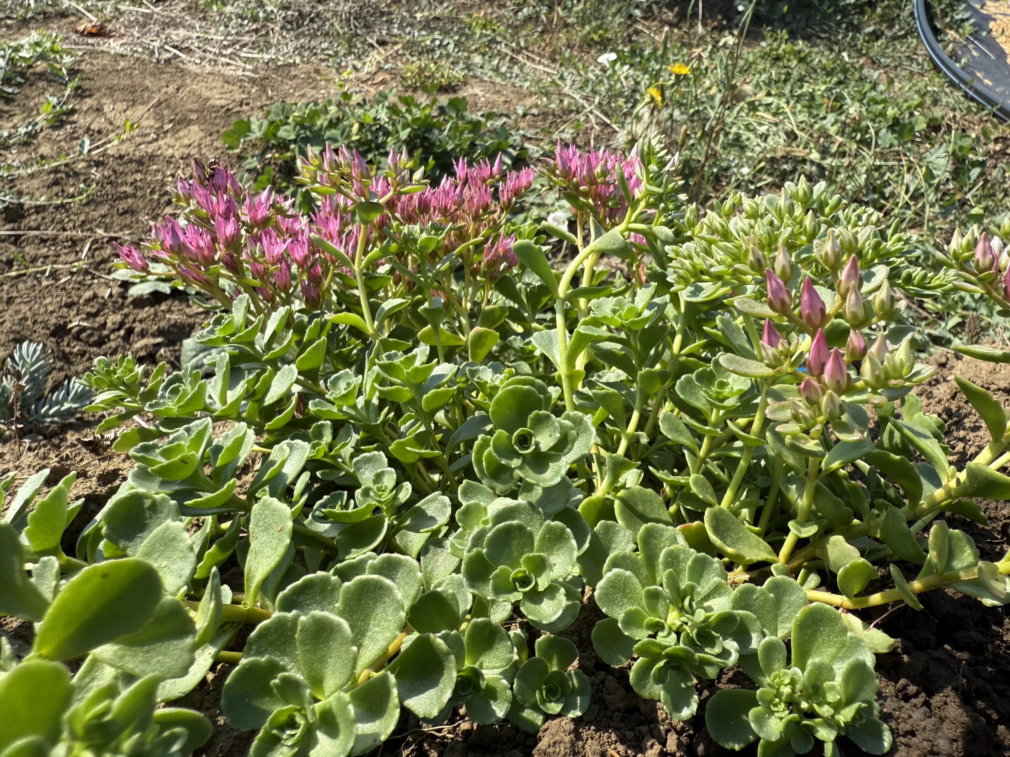 Phedimus 'Dr. John Creech'