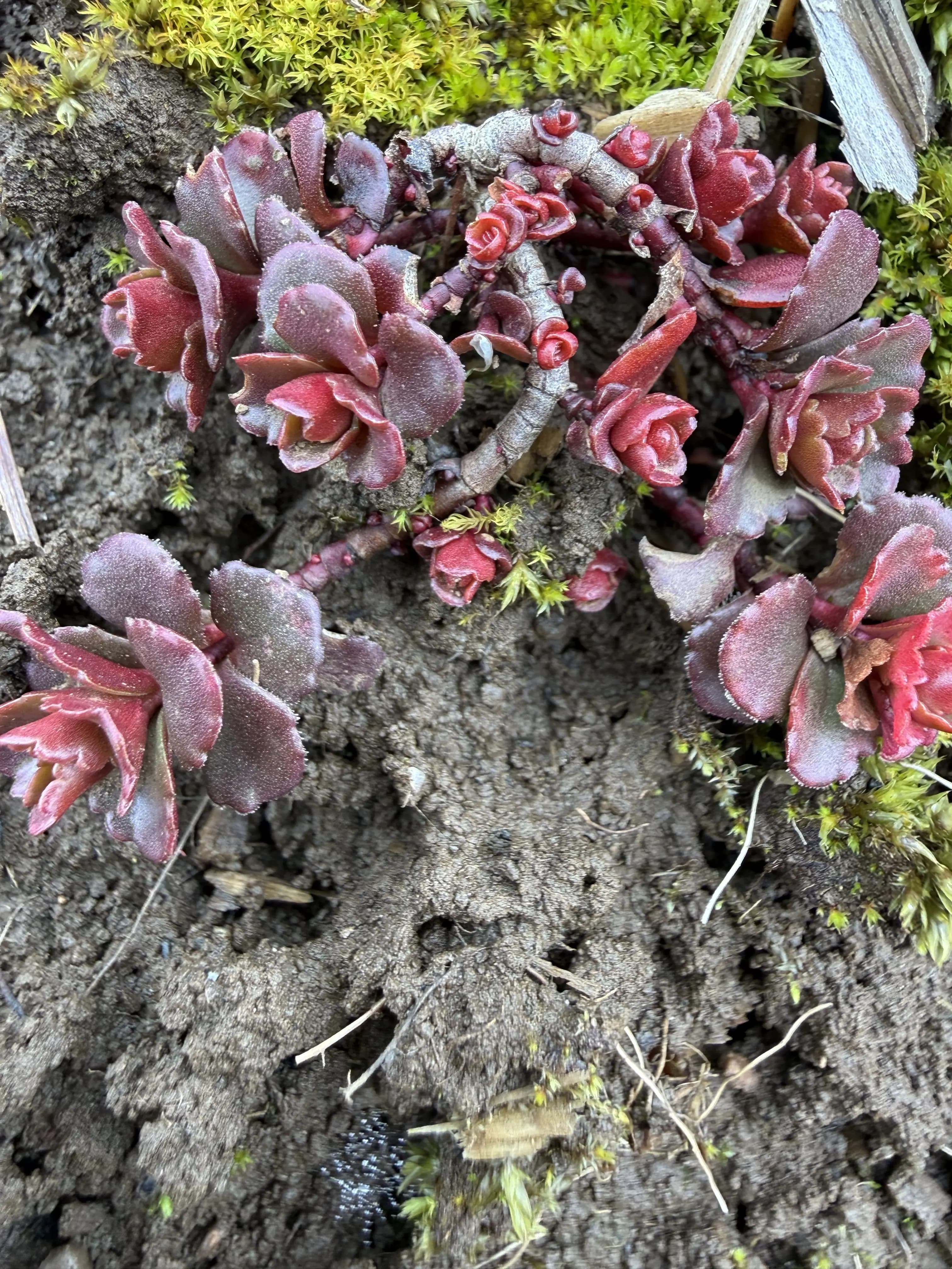 Phedimus 'Dragon's Blood'