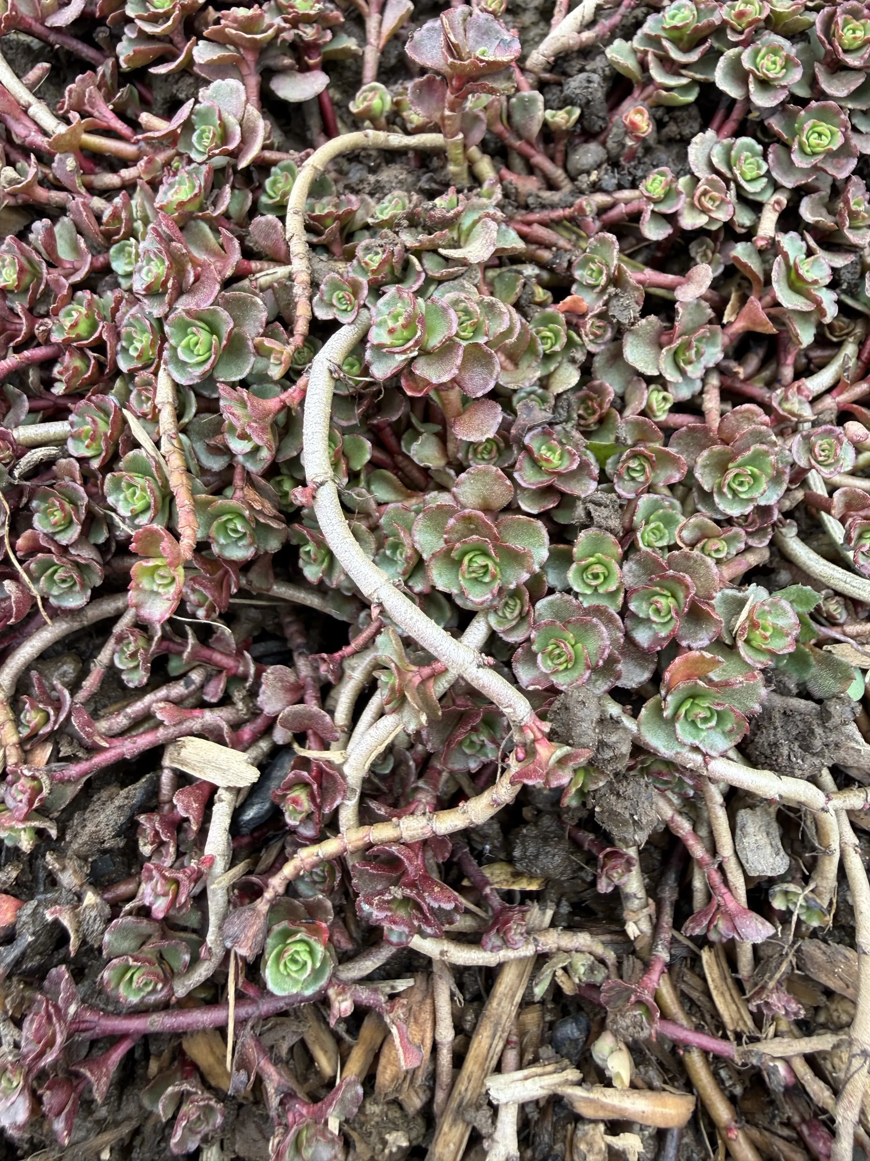 Phedimus ''Purple Carpet''