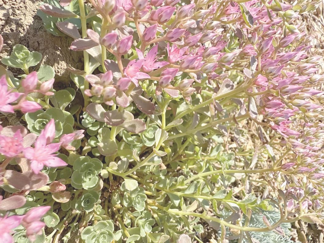 Phedimus 'Summer Glory'