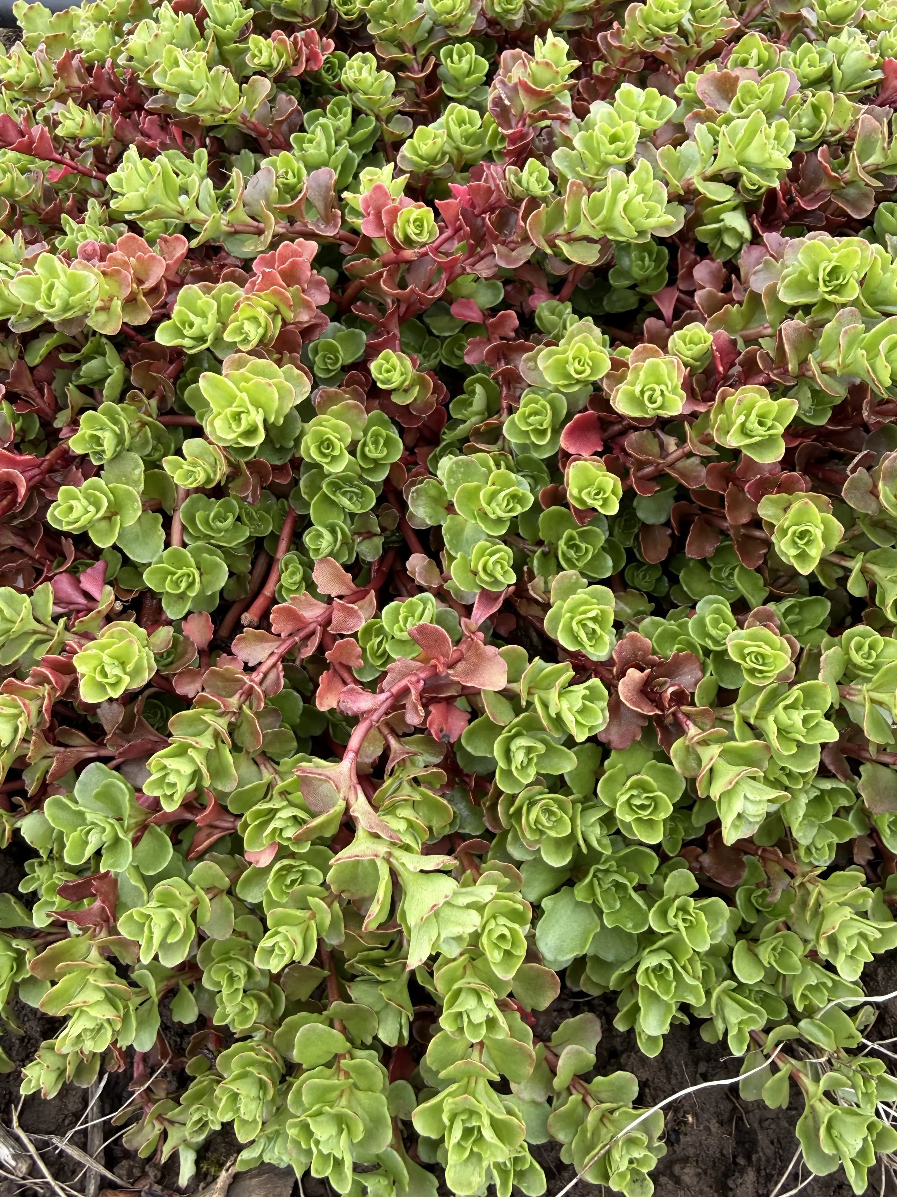 Unknown 'Stoloniferus'