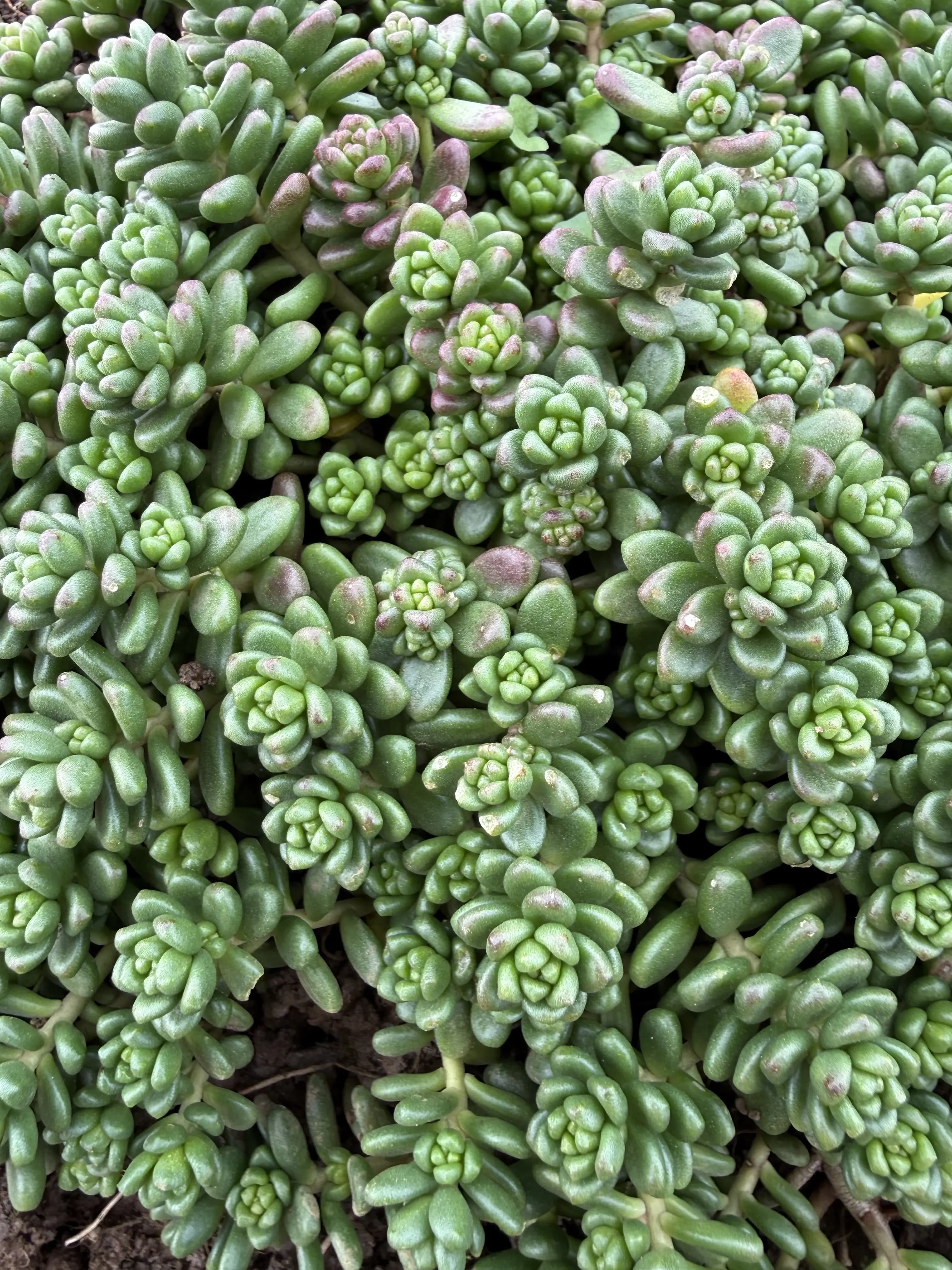 Sedum 'Athoum'
