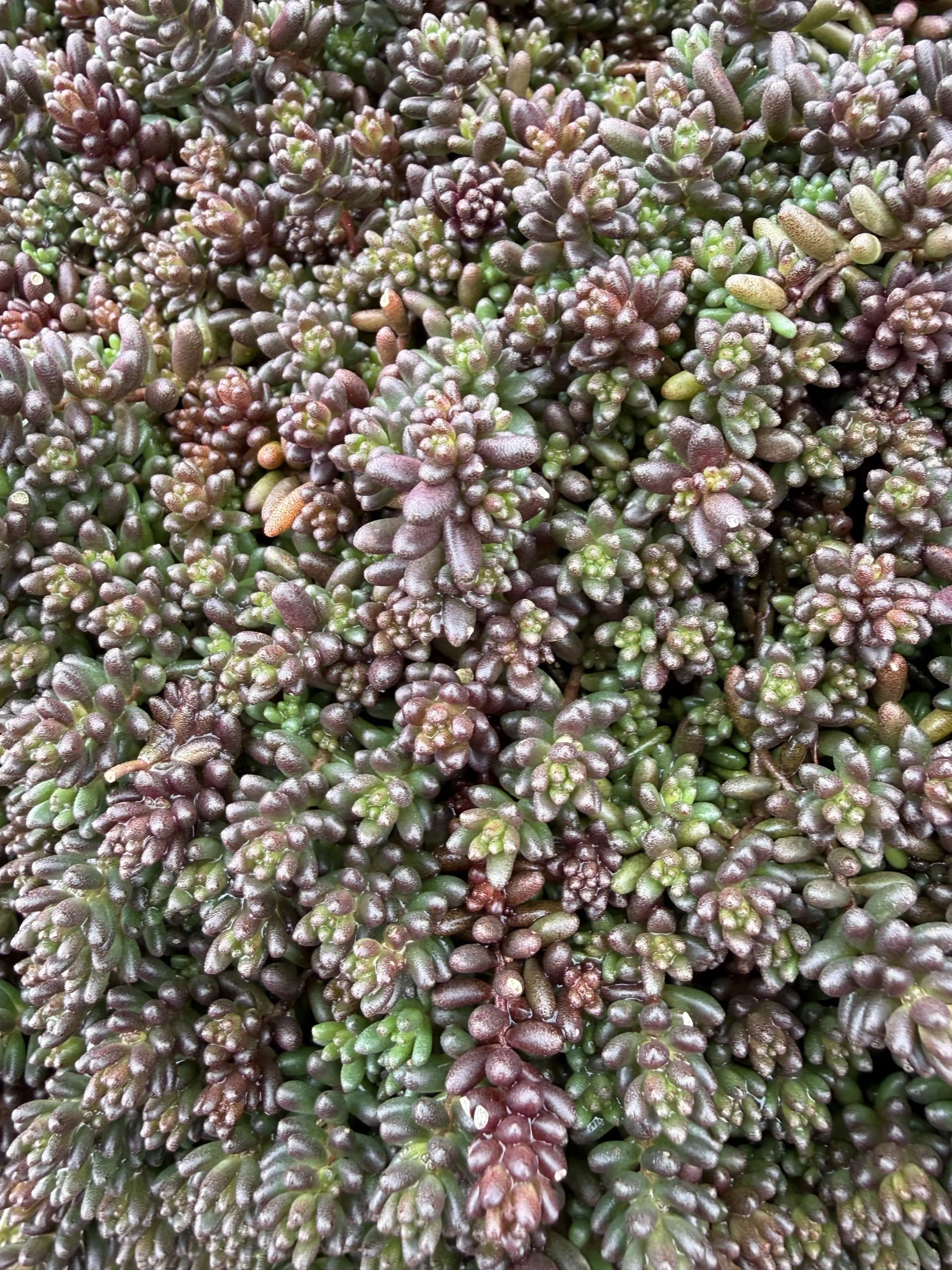 Sedum 'Black Pearl'