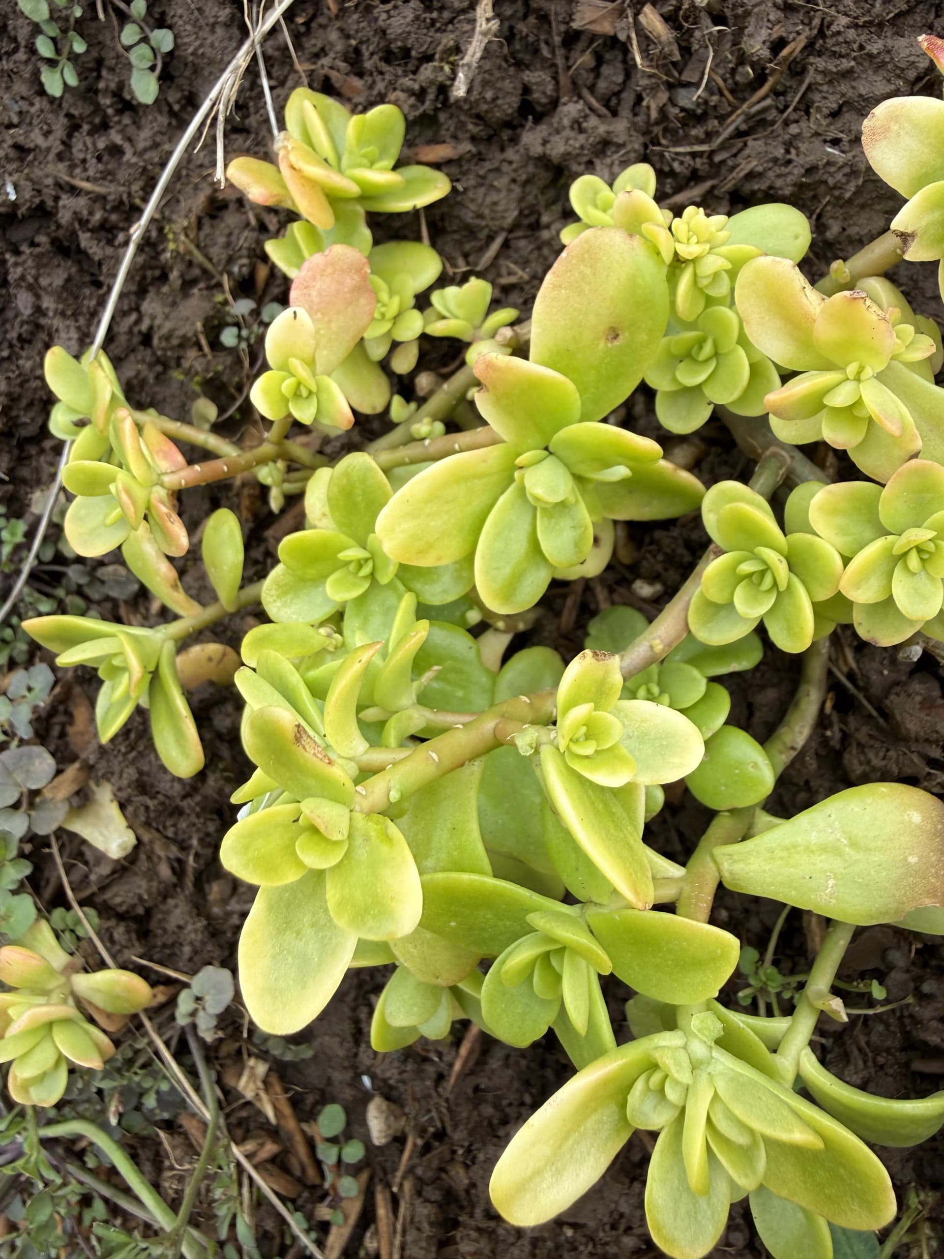 Sedum