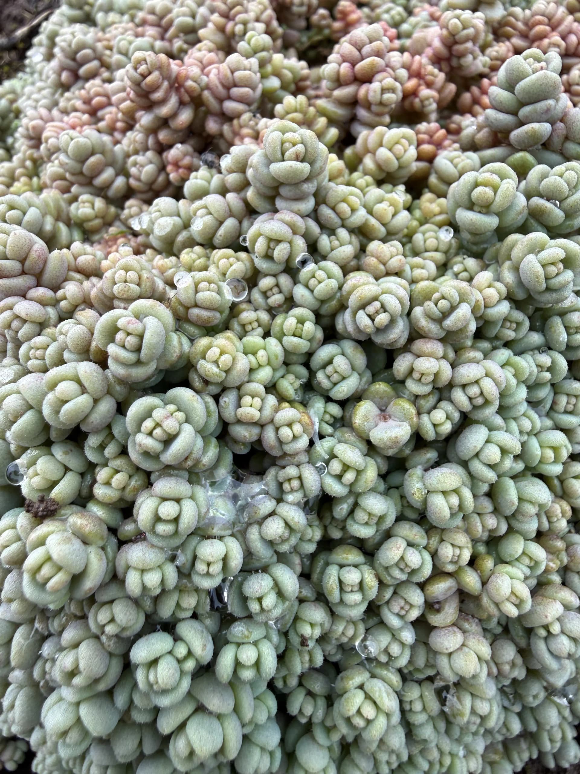 Sedum 'Minor'
