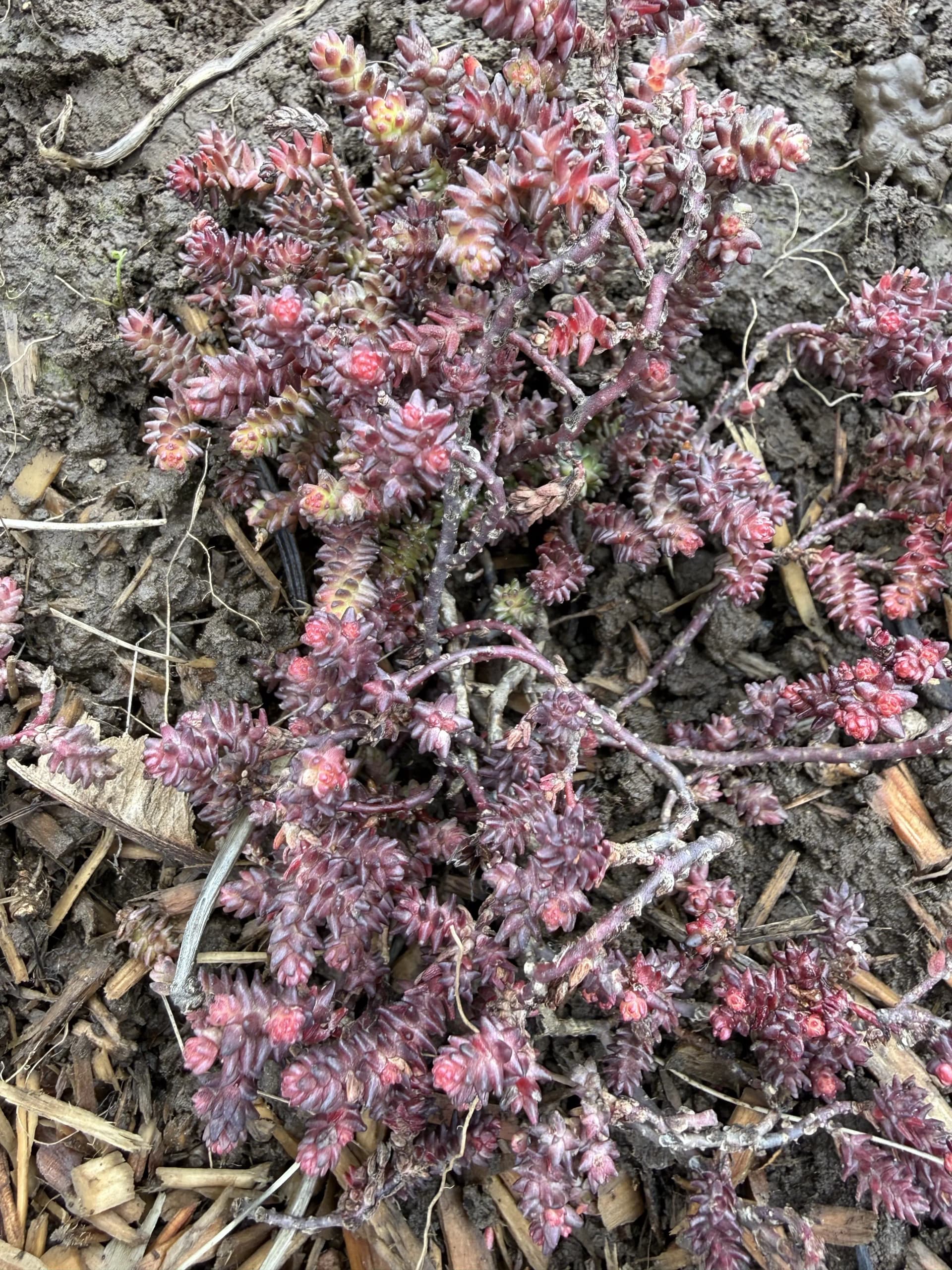 Sedum