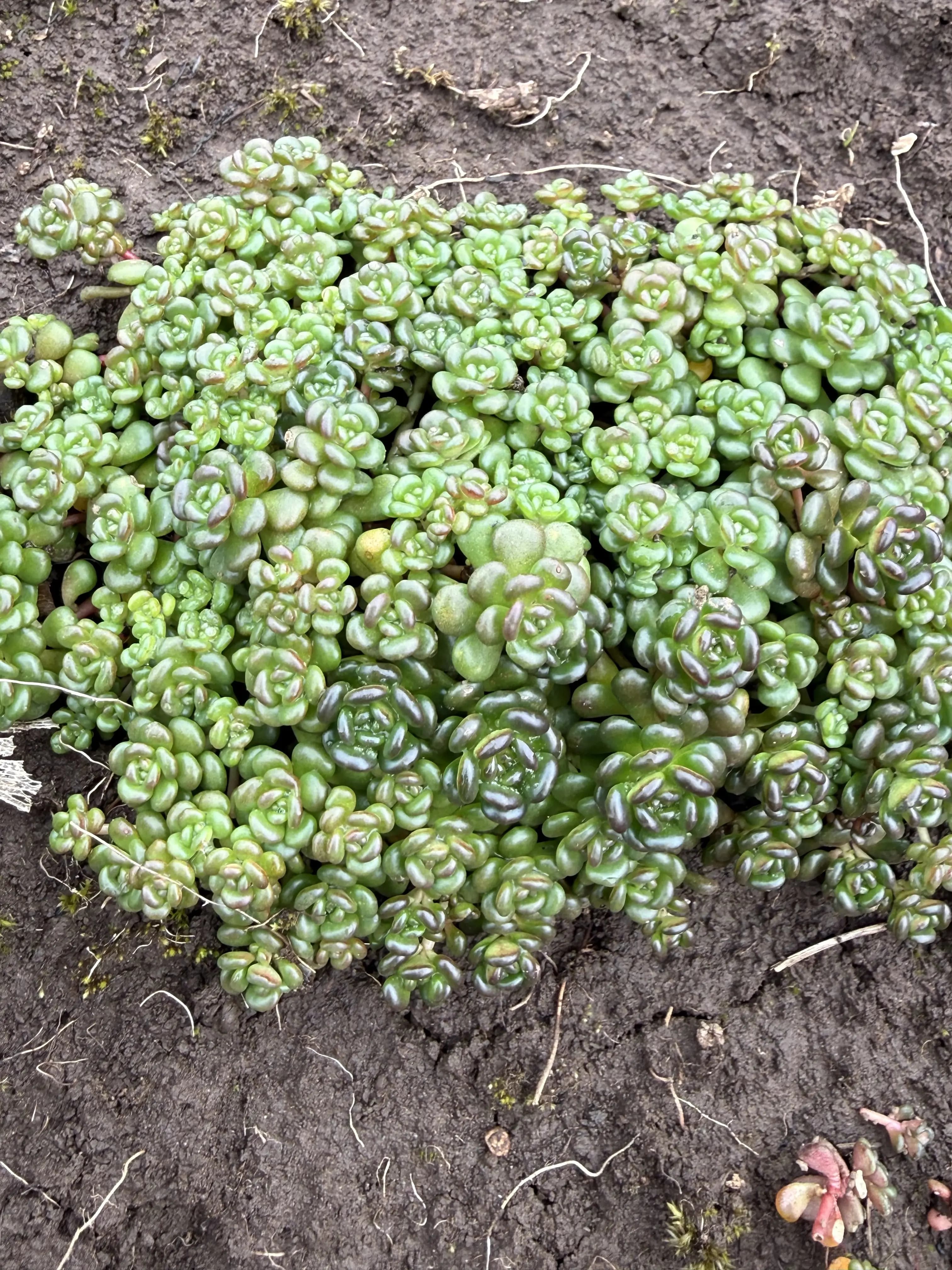 Sedum