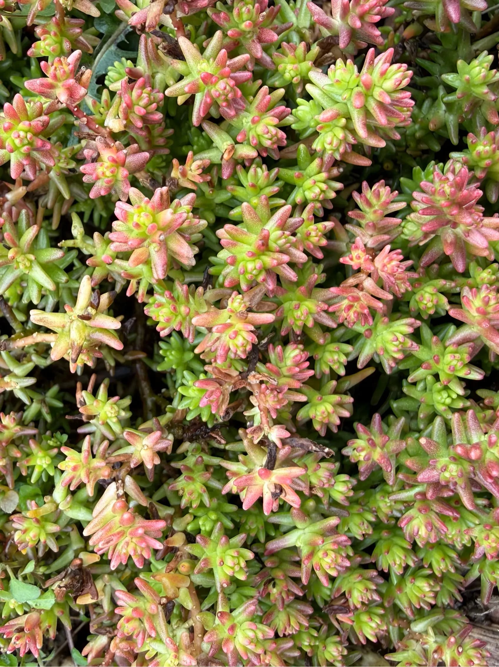 Sedum — cold-hardy photo