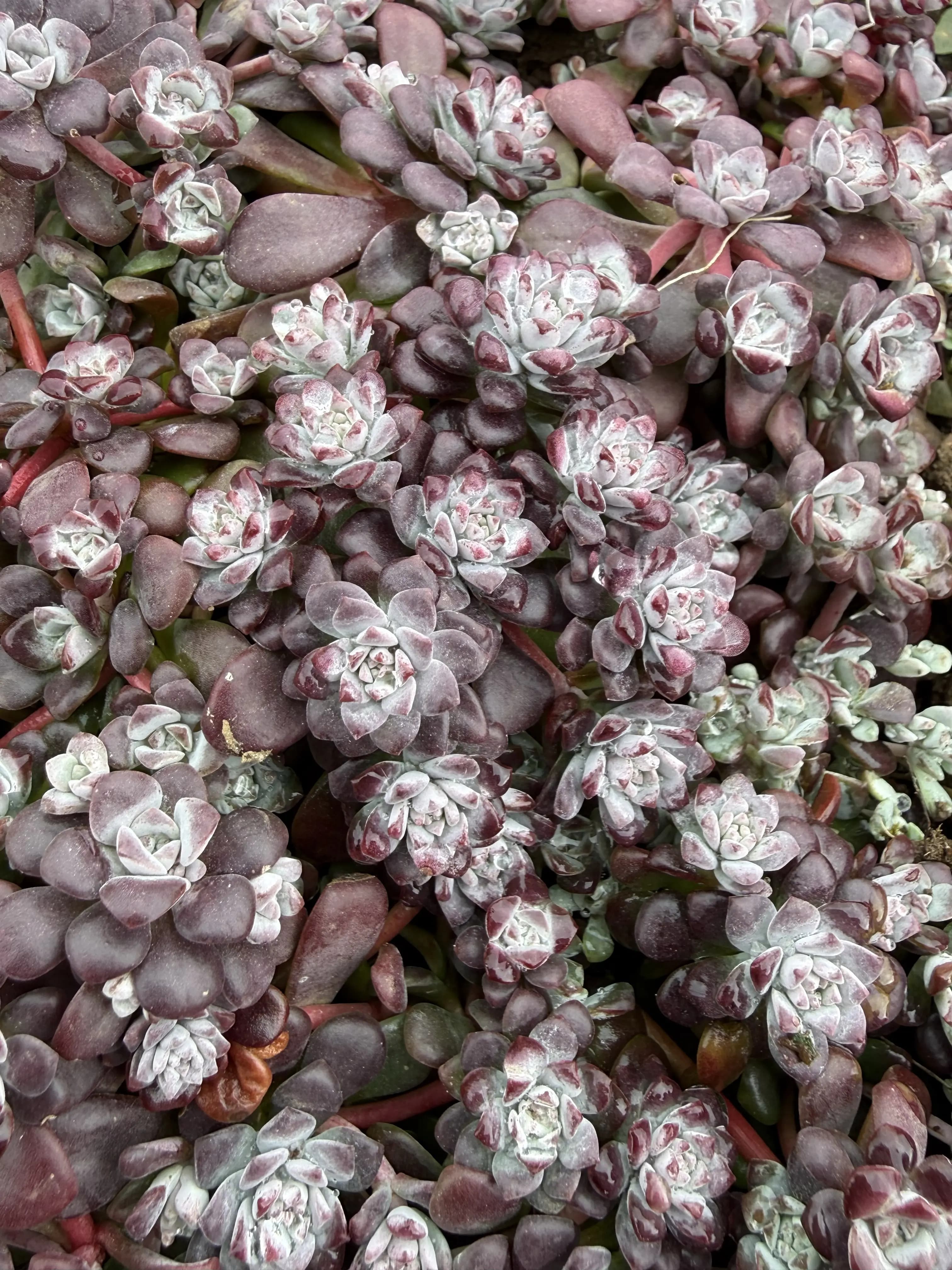 Sedum ''Purpureum''