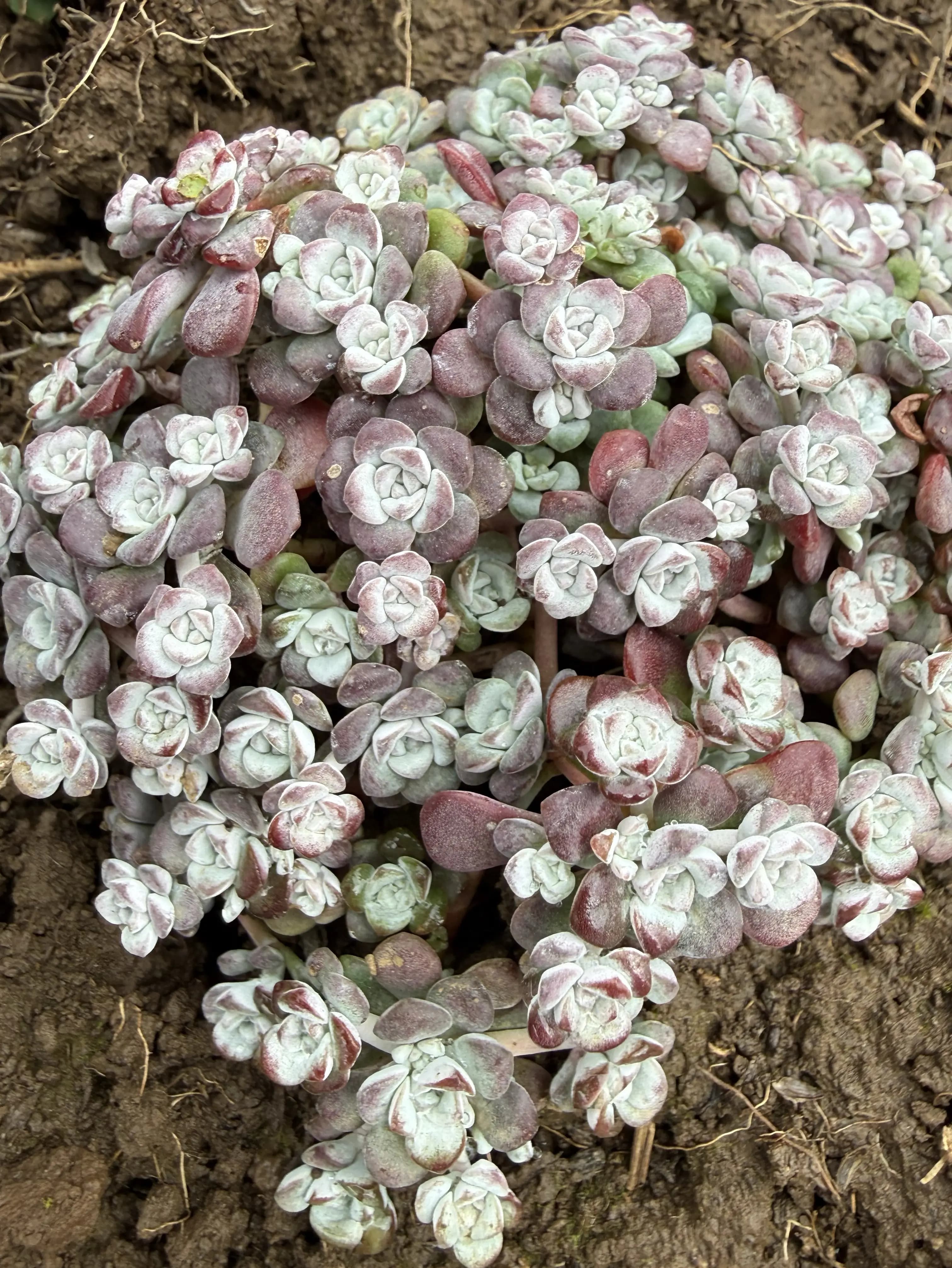 Sedum 'Cape Blanco'