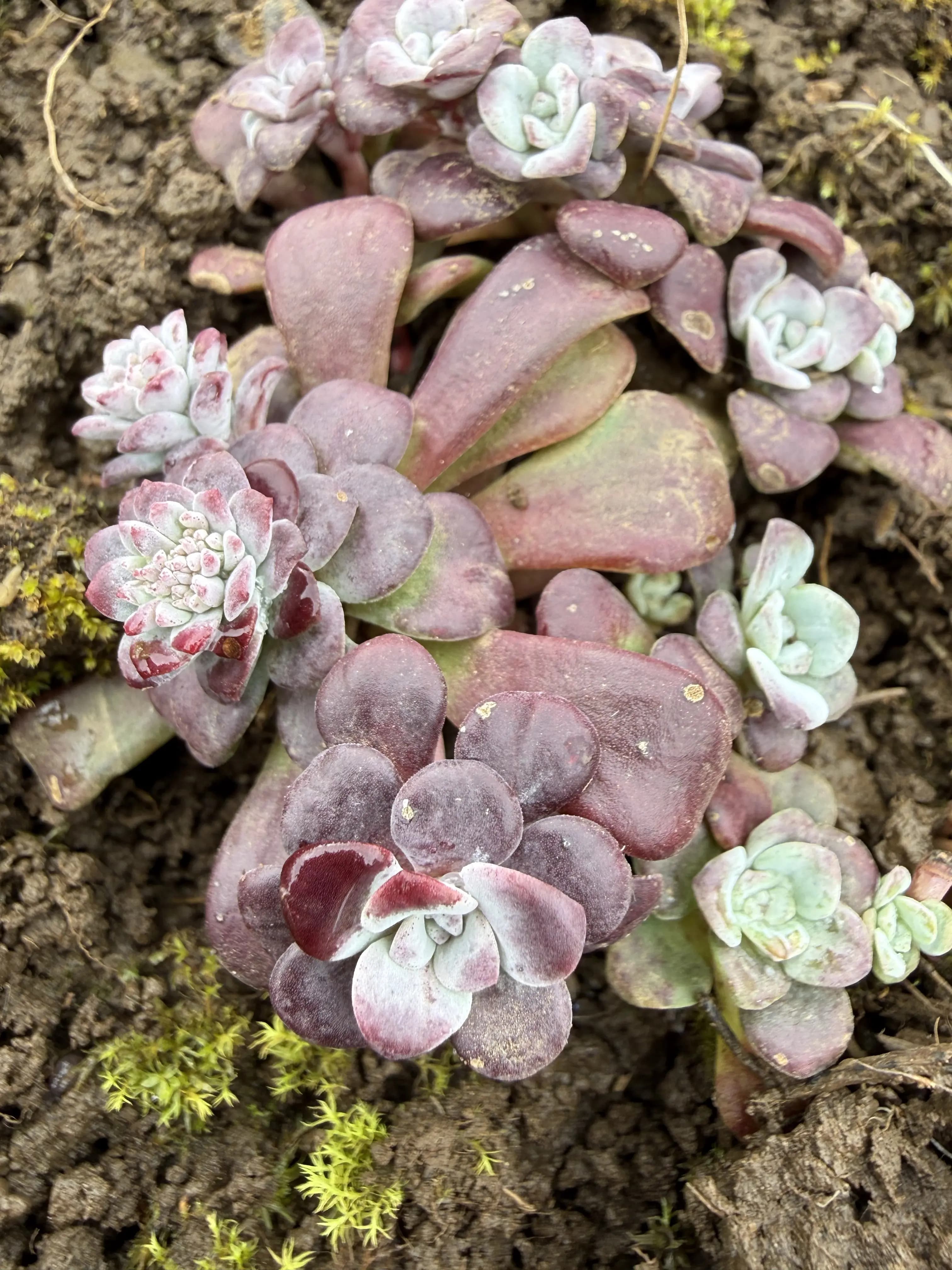 Sedum 'Harvest Moon'
