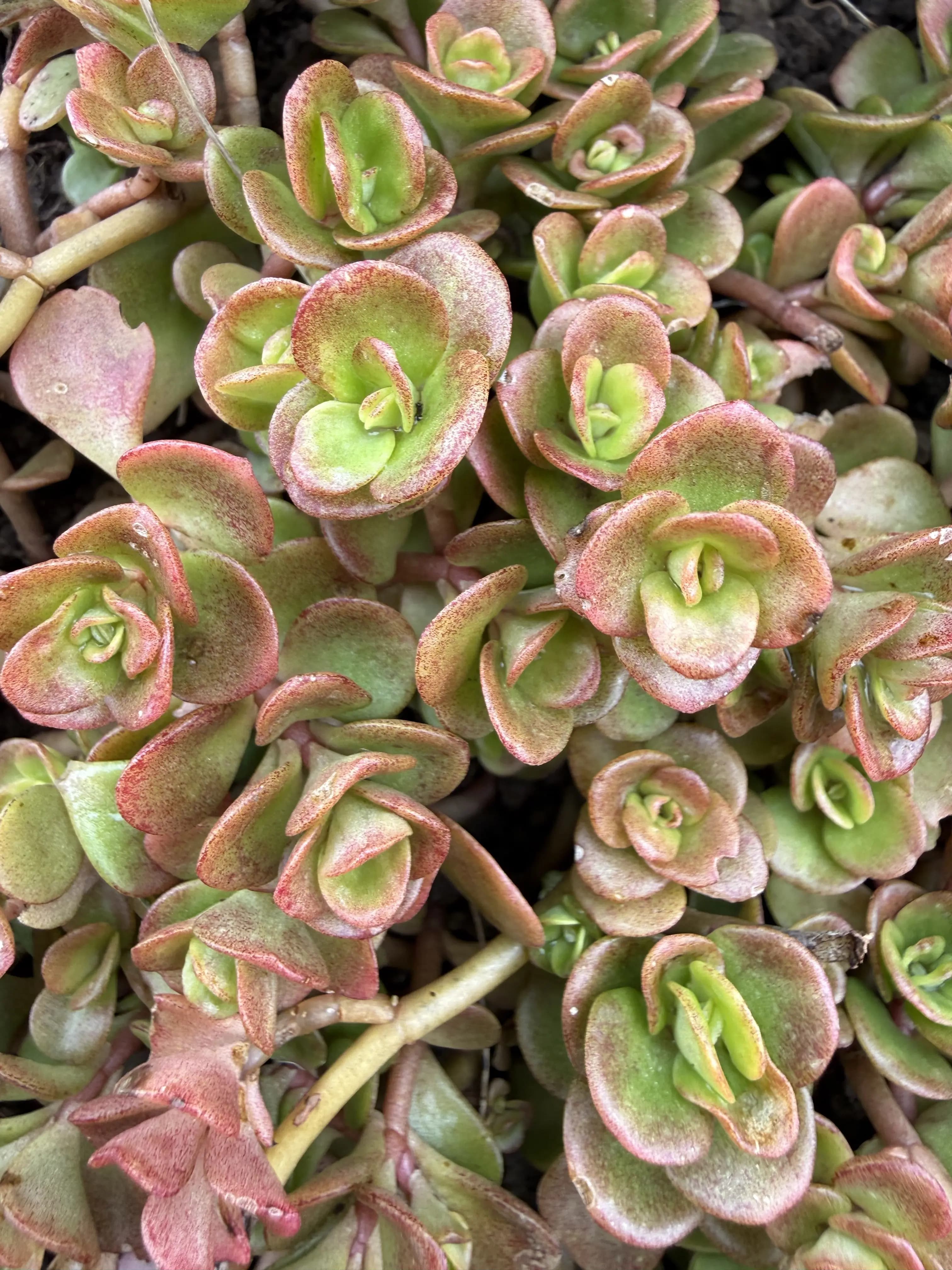 Sedum 'Coral reef' — cold-hardy photo