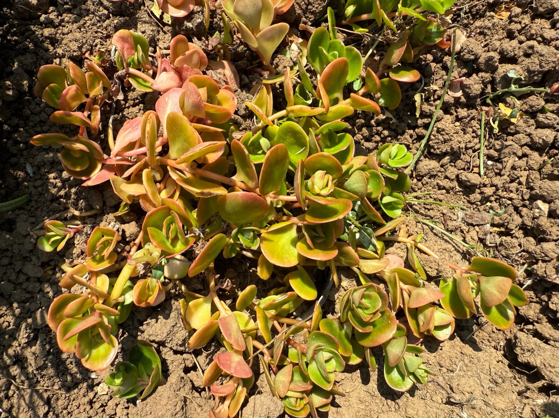 Sedum 'Coral reef'