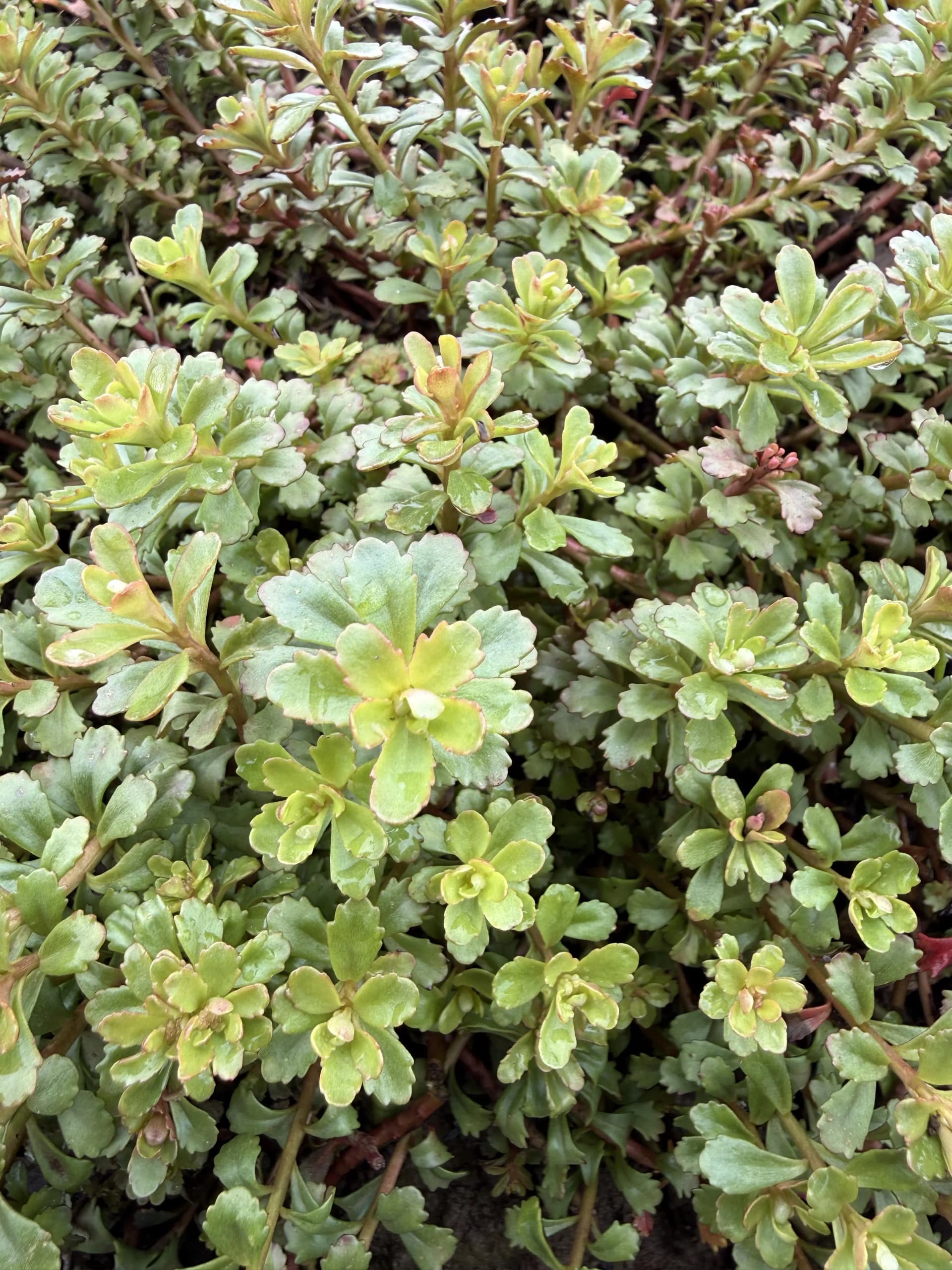 Phedimus 'Weihenstephaner Gold'