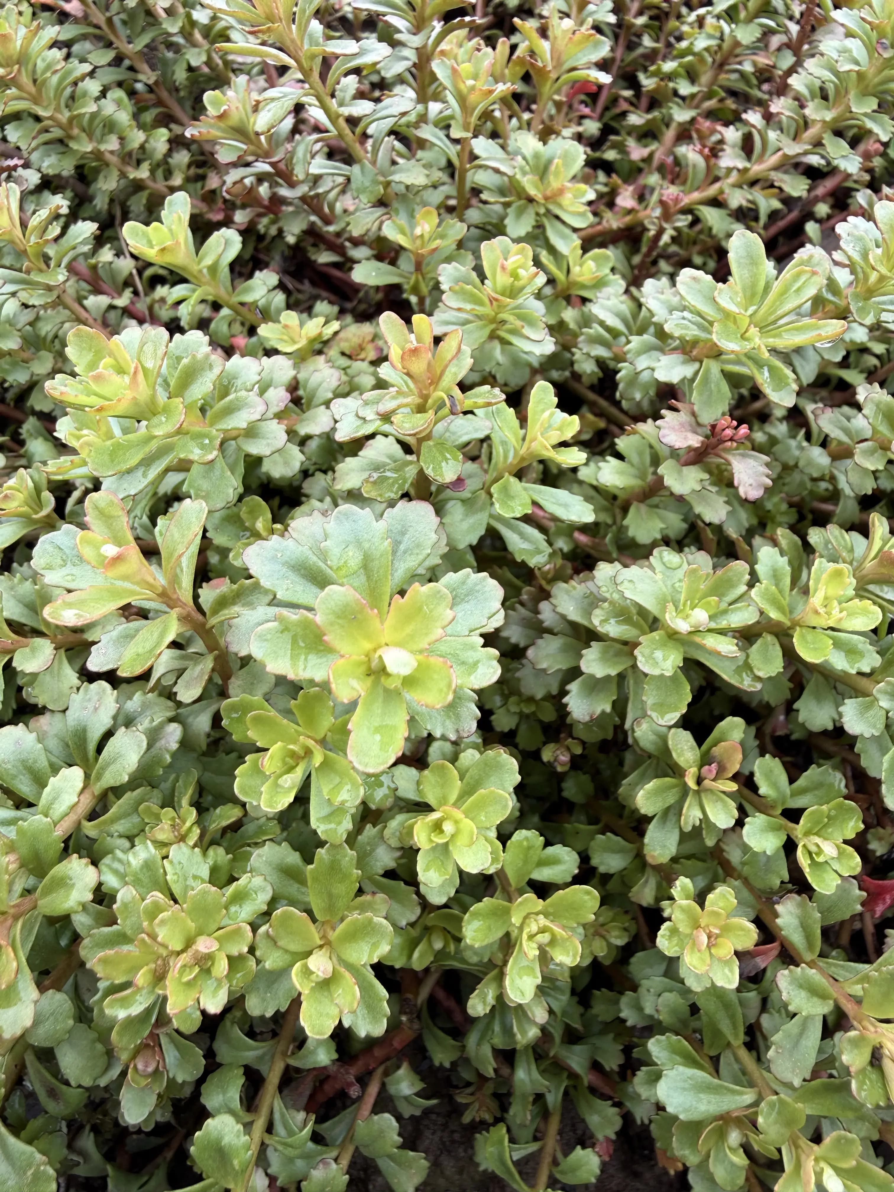 Phedimus 'Weihenstephaner Gold'