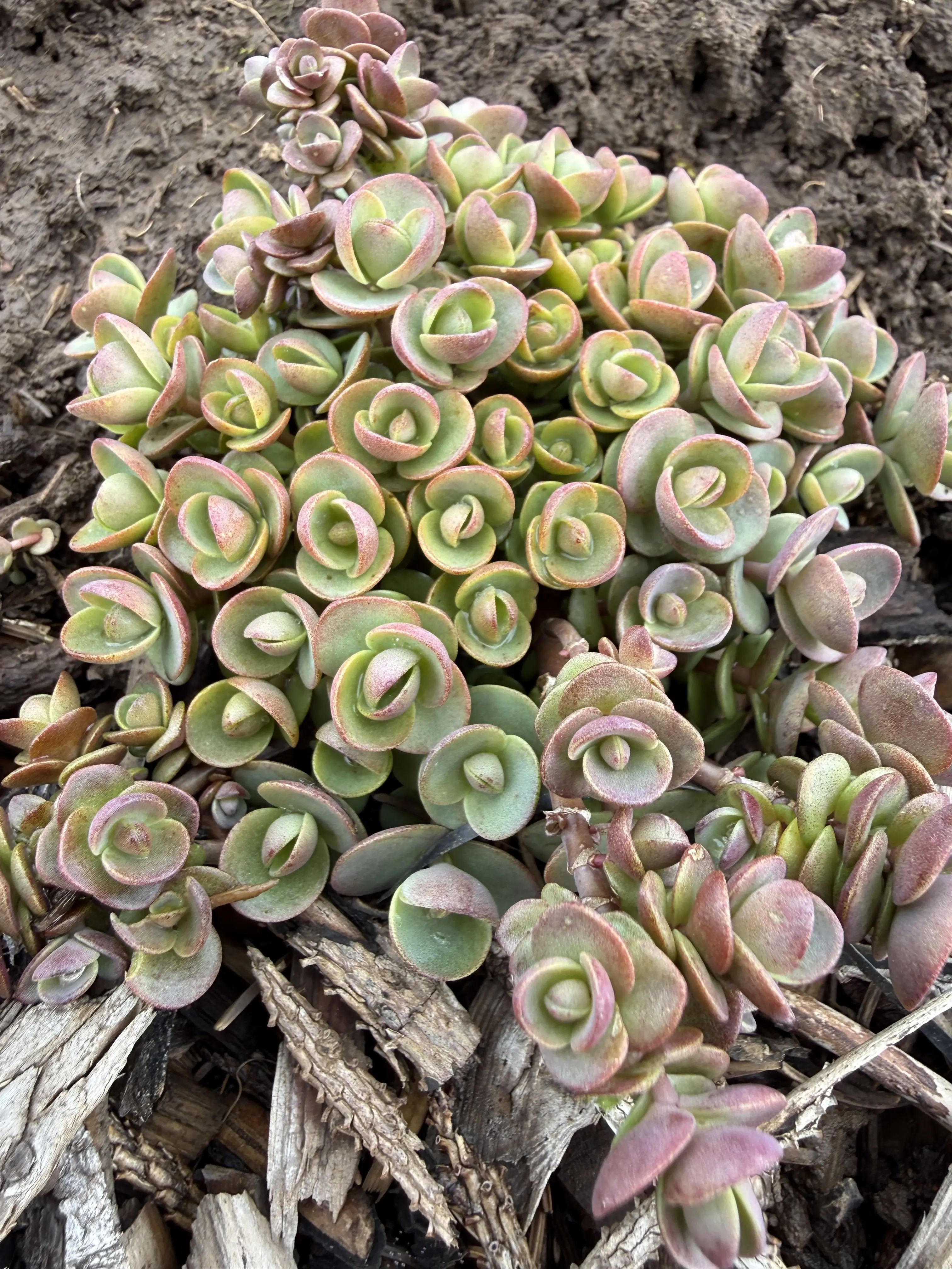 Hylotelephium ewersii