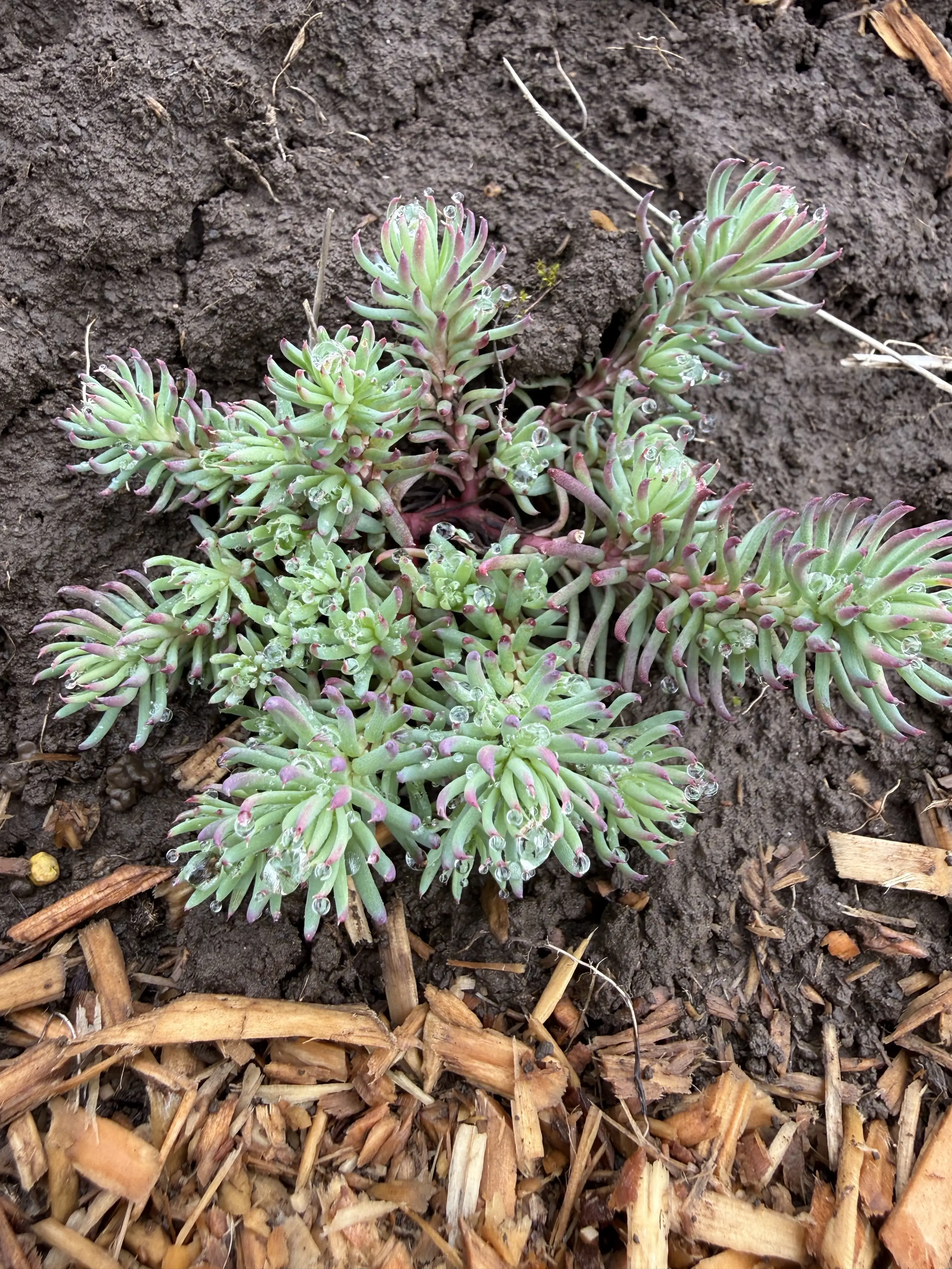 Petrosedum foresterianum elegans 'Oracle'