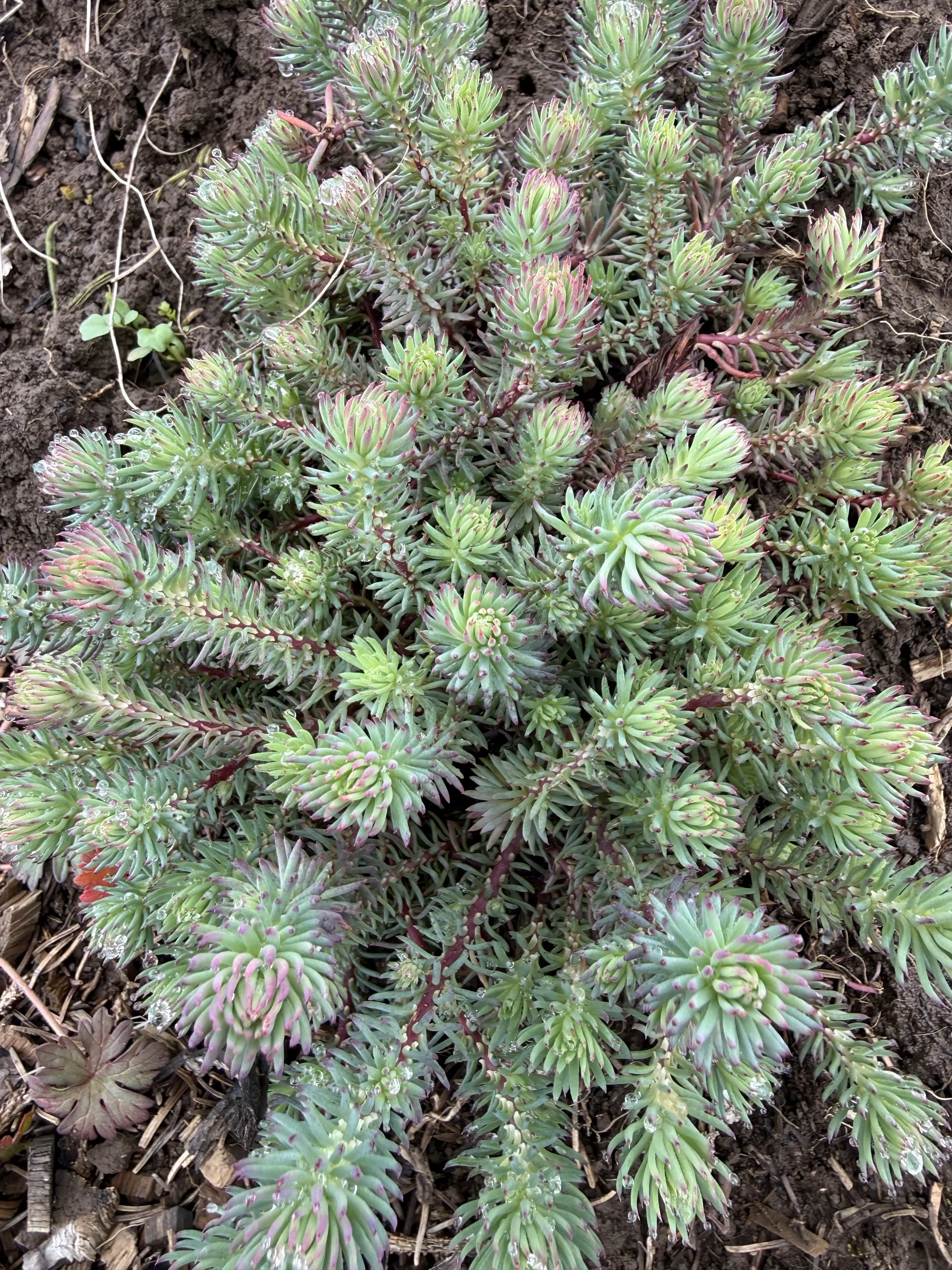 Petrosedum foresterianum elegans 'Silver Stone'
