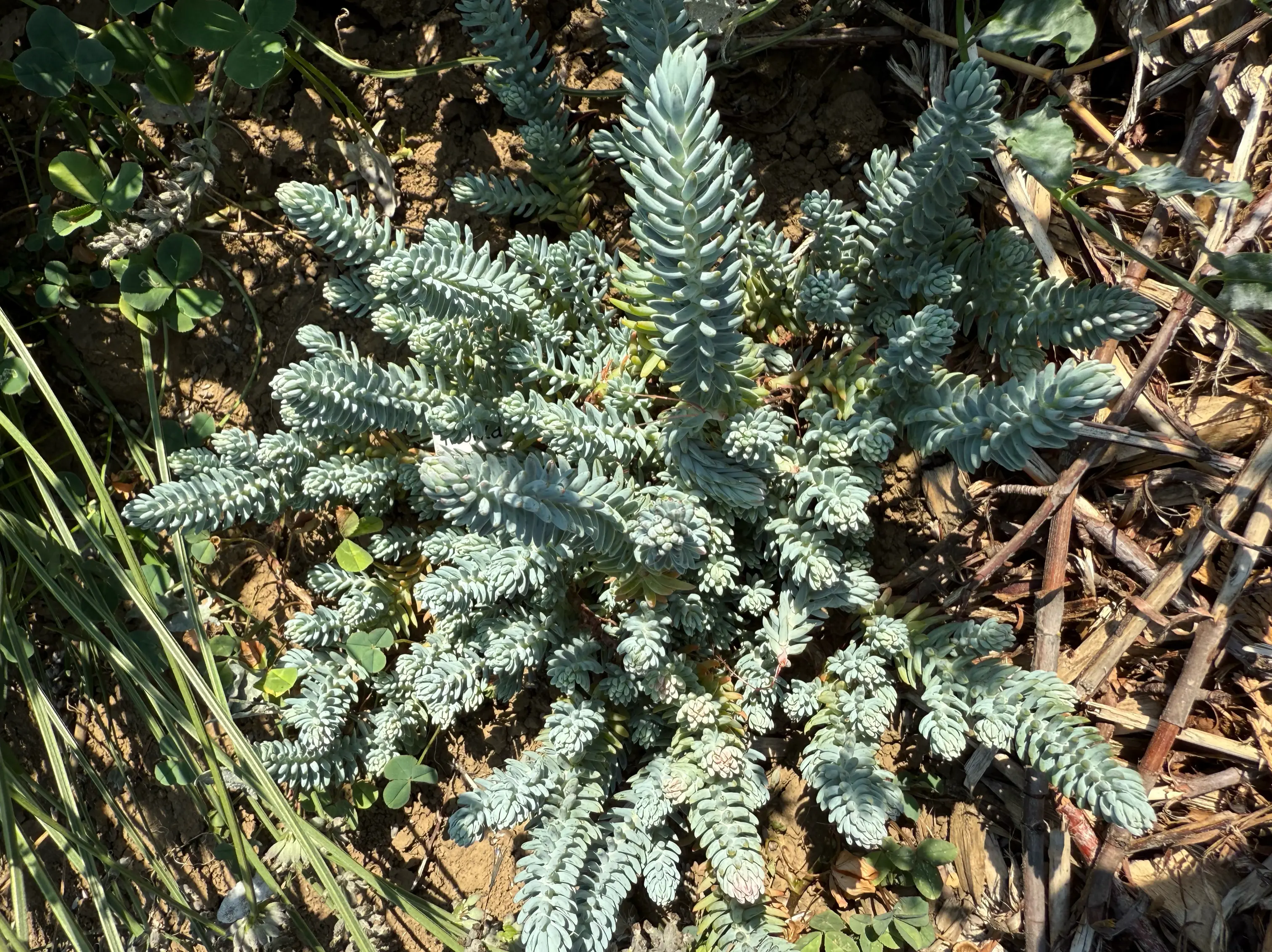 Petrosedum montanum 'Blue Form'