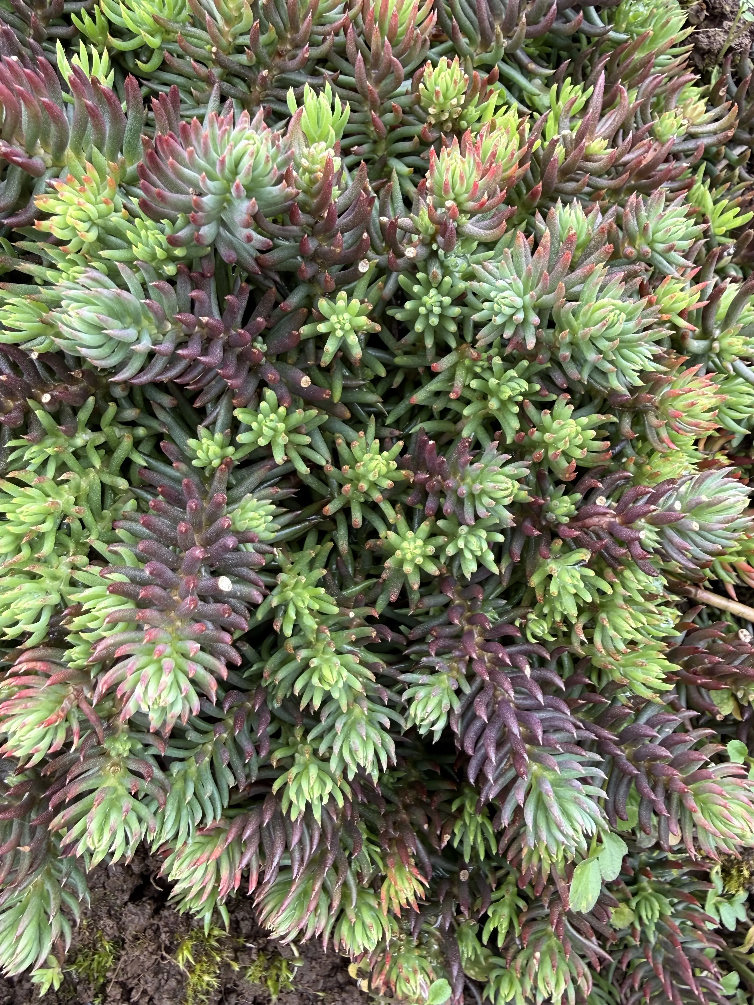 Petrosedum ochroleucum 'Centaureus'