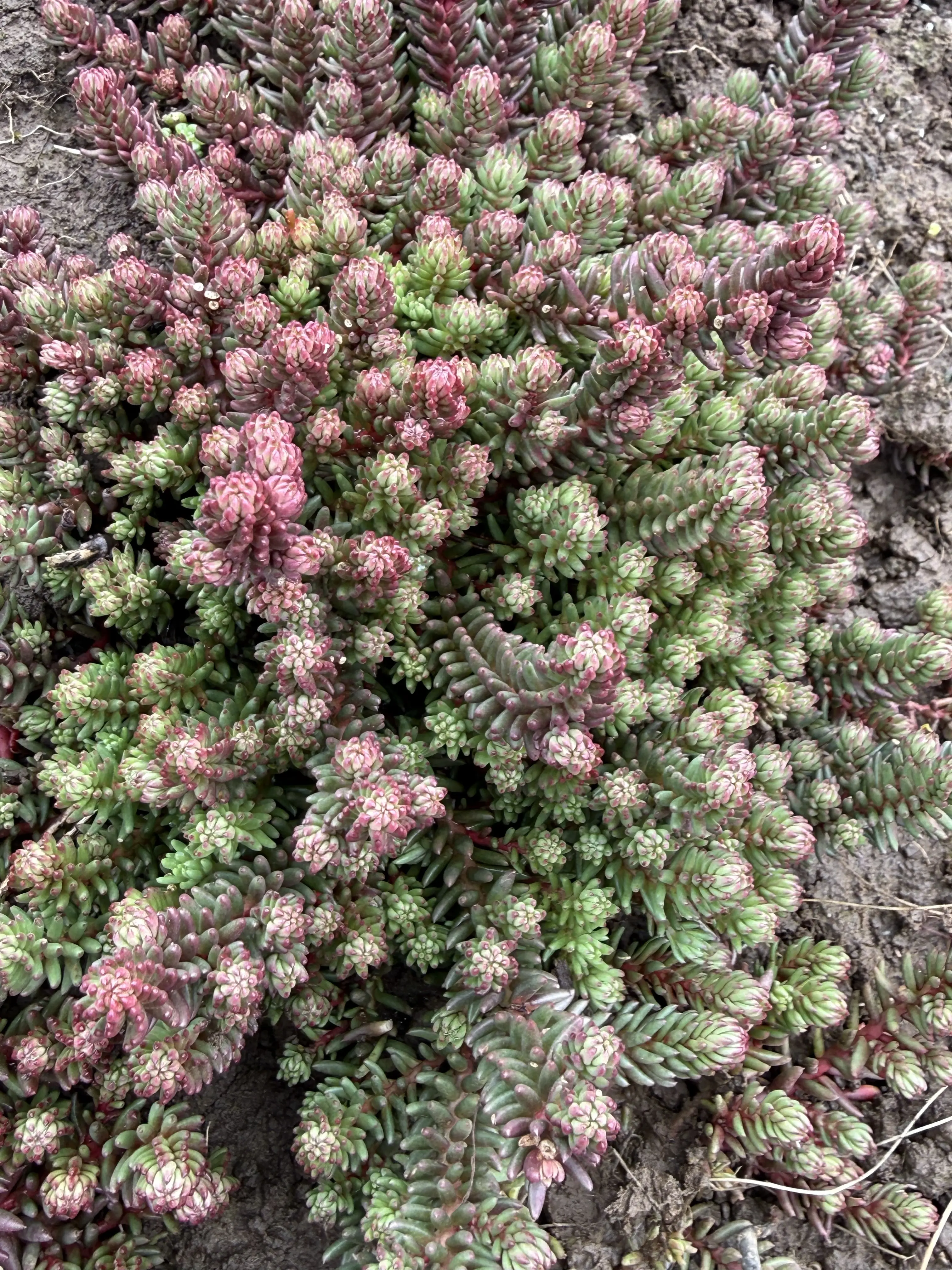 Petrosedum ochroleucum 'Red Wiggle'