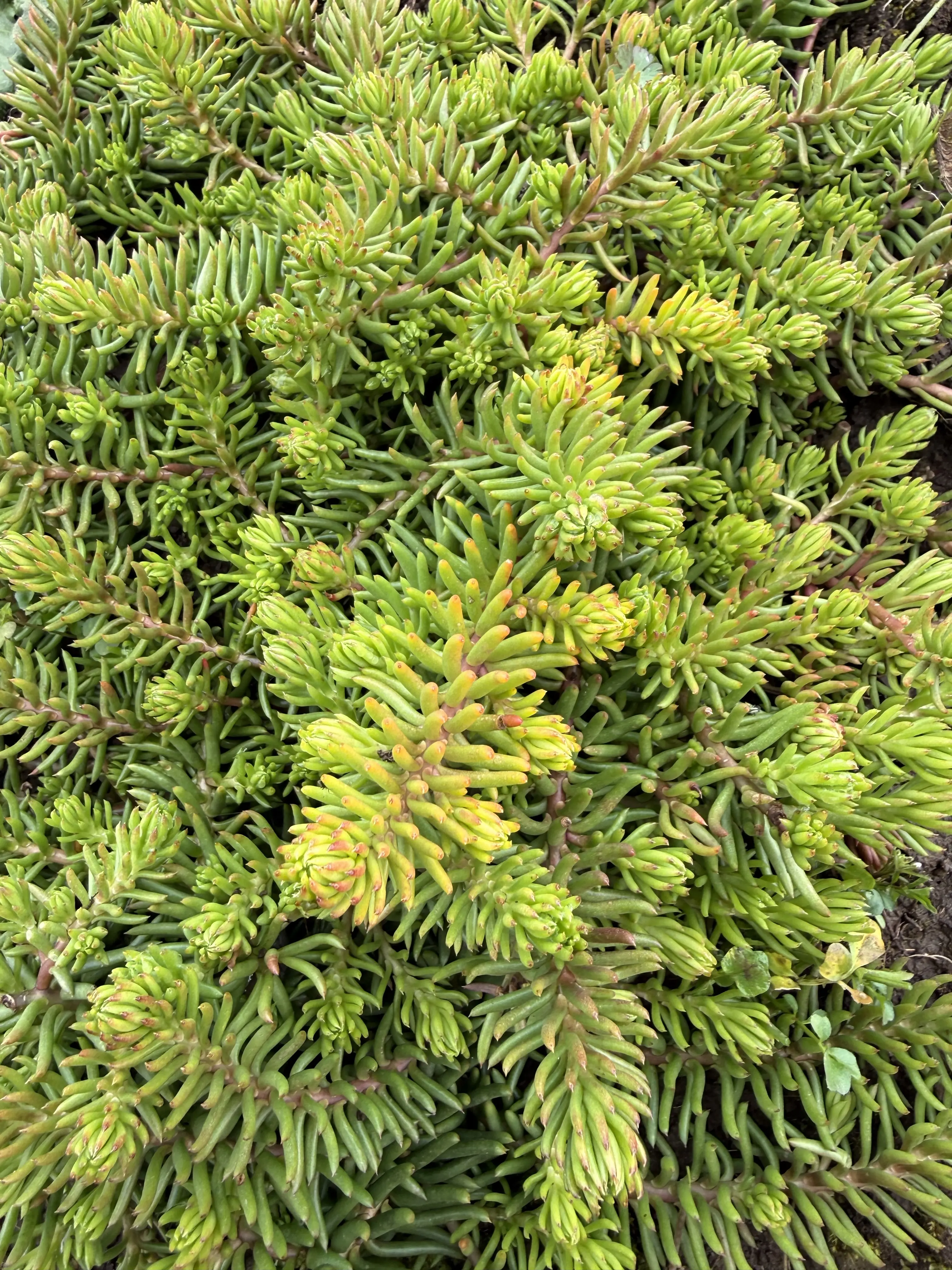 Petrosedum rupestre 'Angelina'
