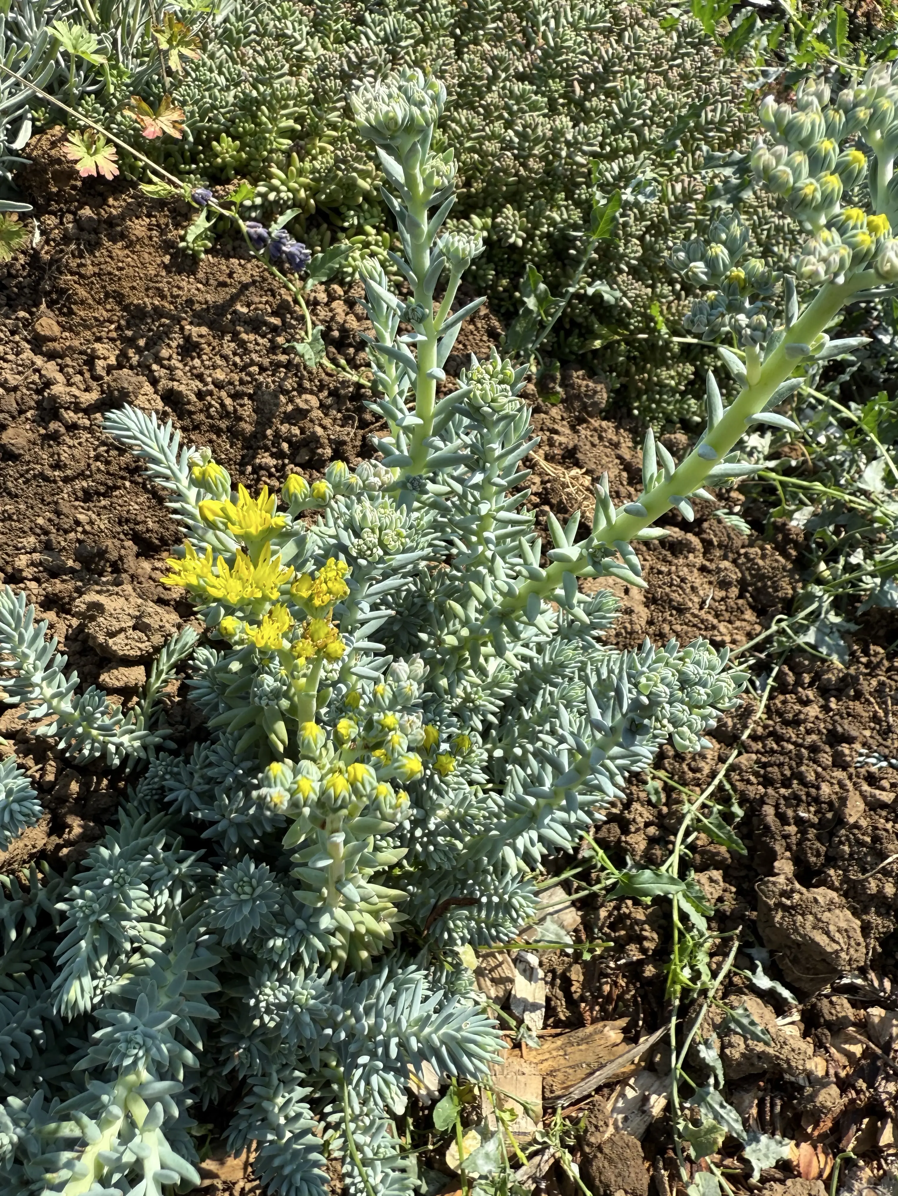 Petrosedum rupestre 'Blue Spruce'
