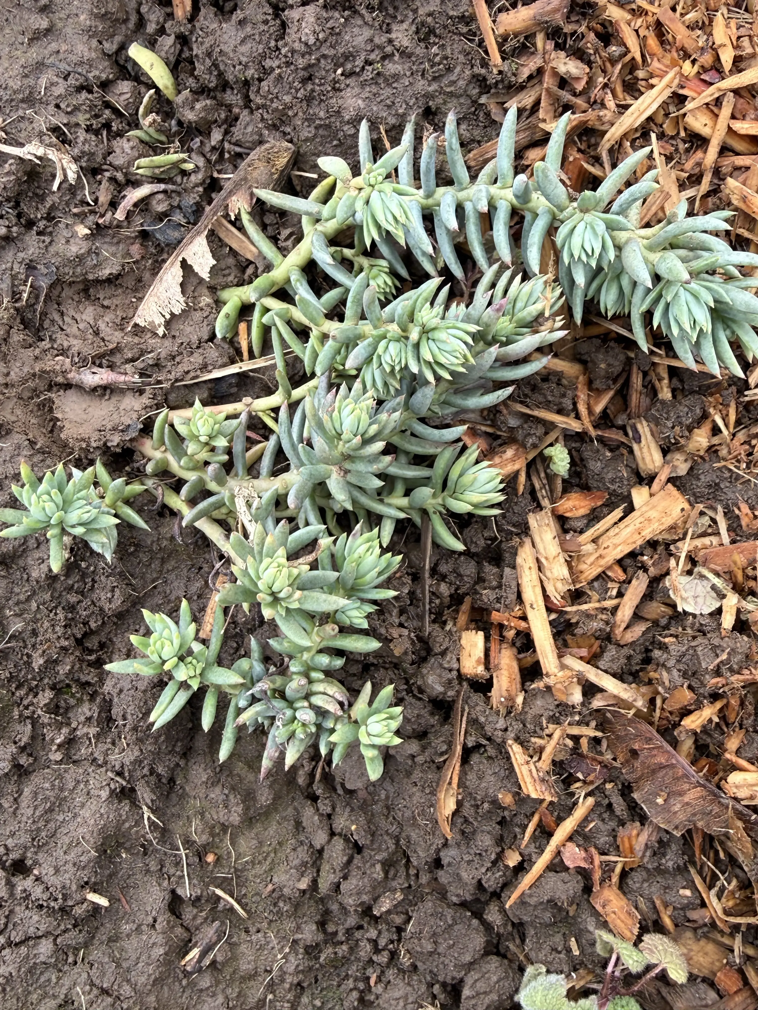 Petrosedum rupestre 'Spanish Blue Select'
