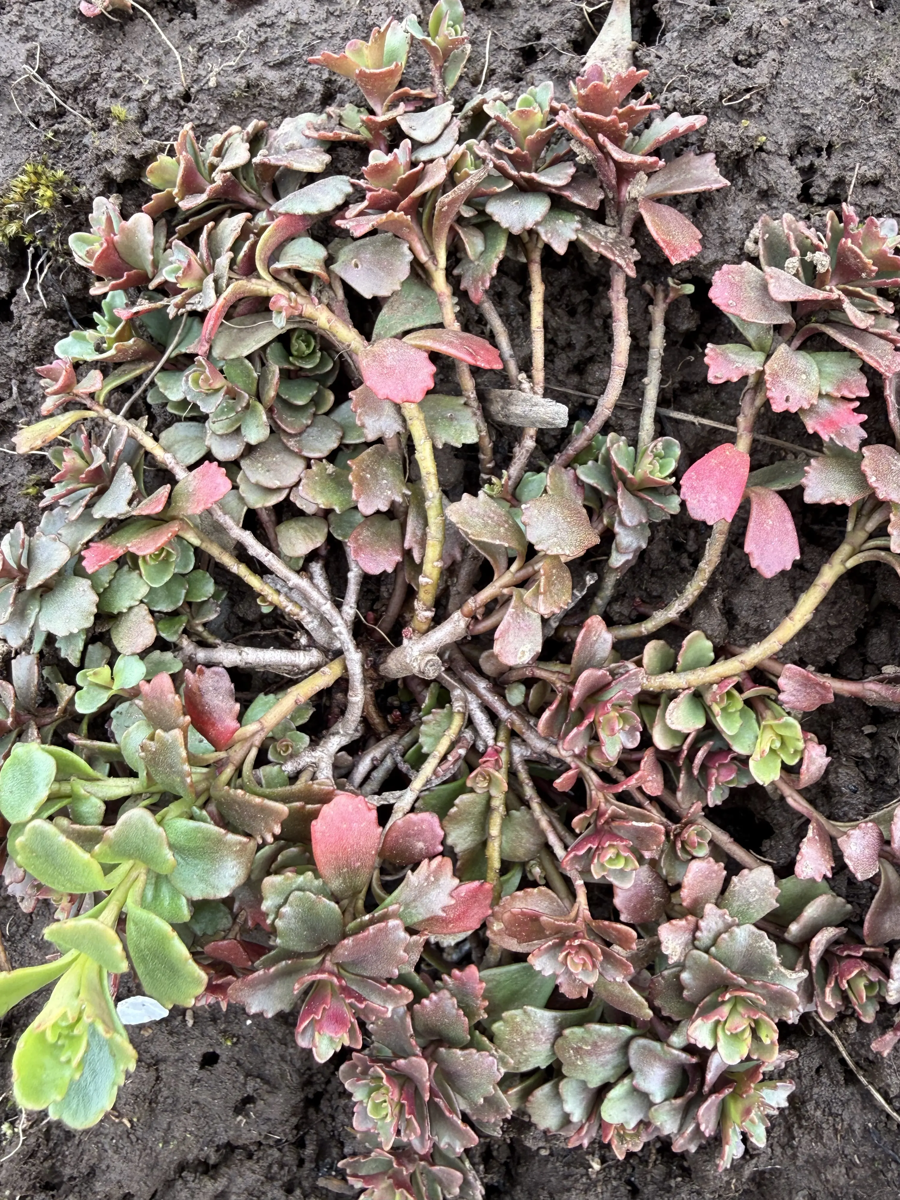 Phedimus hybridus 'Immergrűnchen'