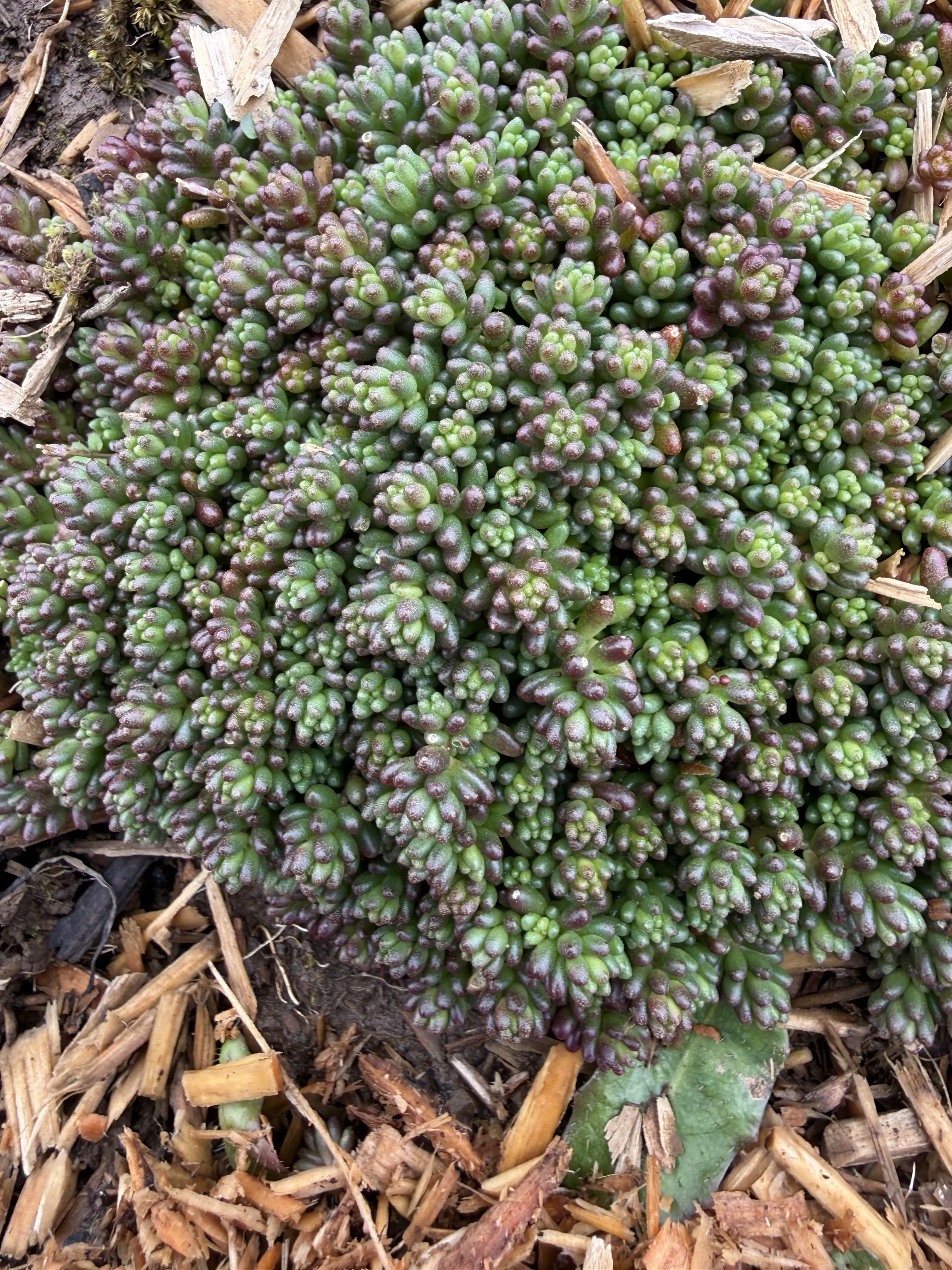 Sedum album 'Coral carpet'