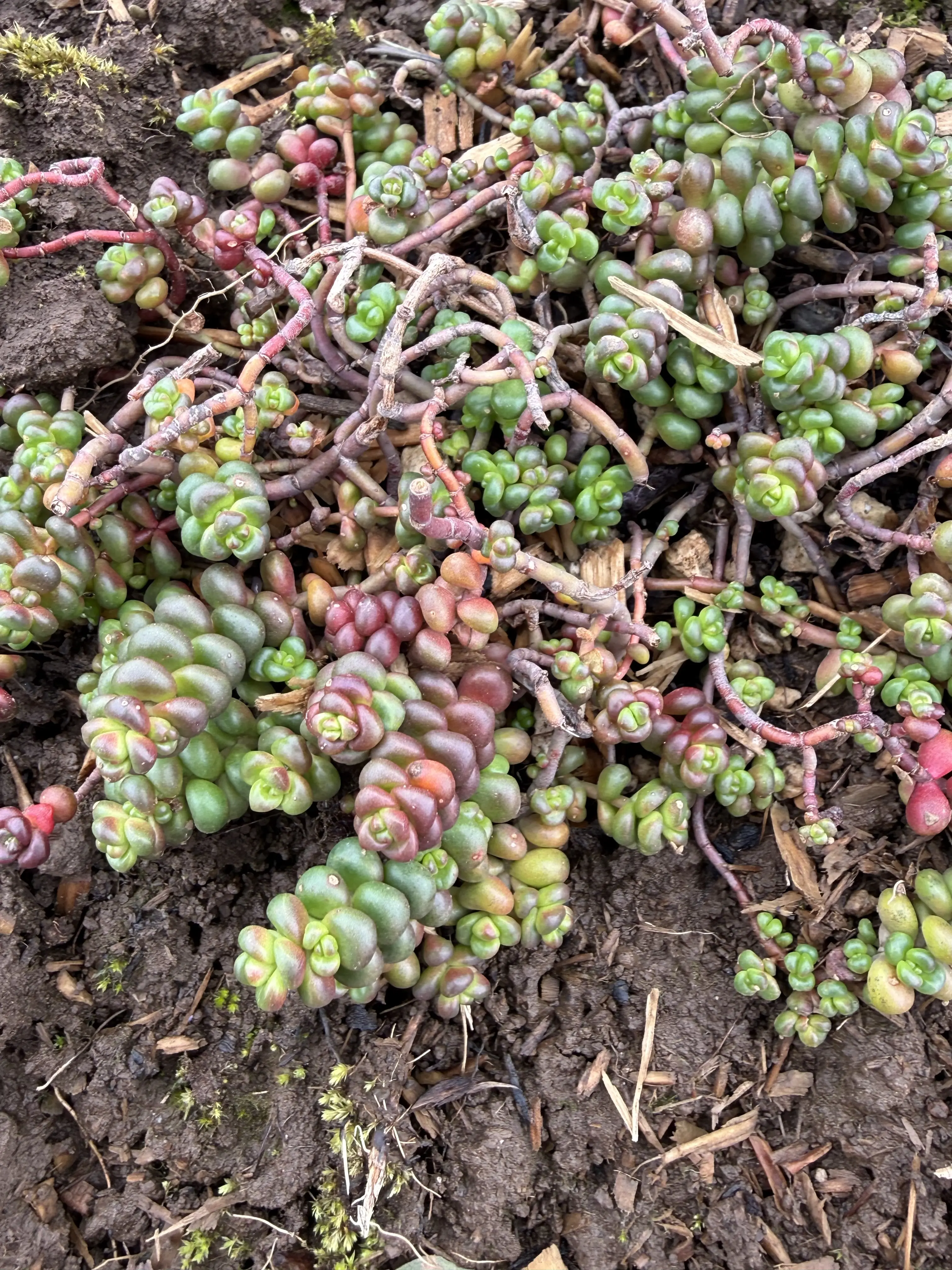 Sedum divergens