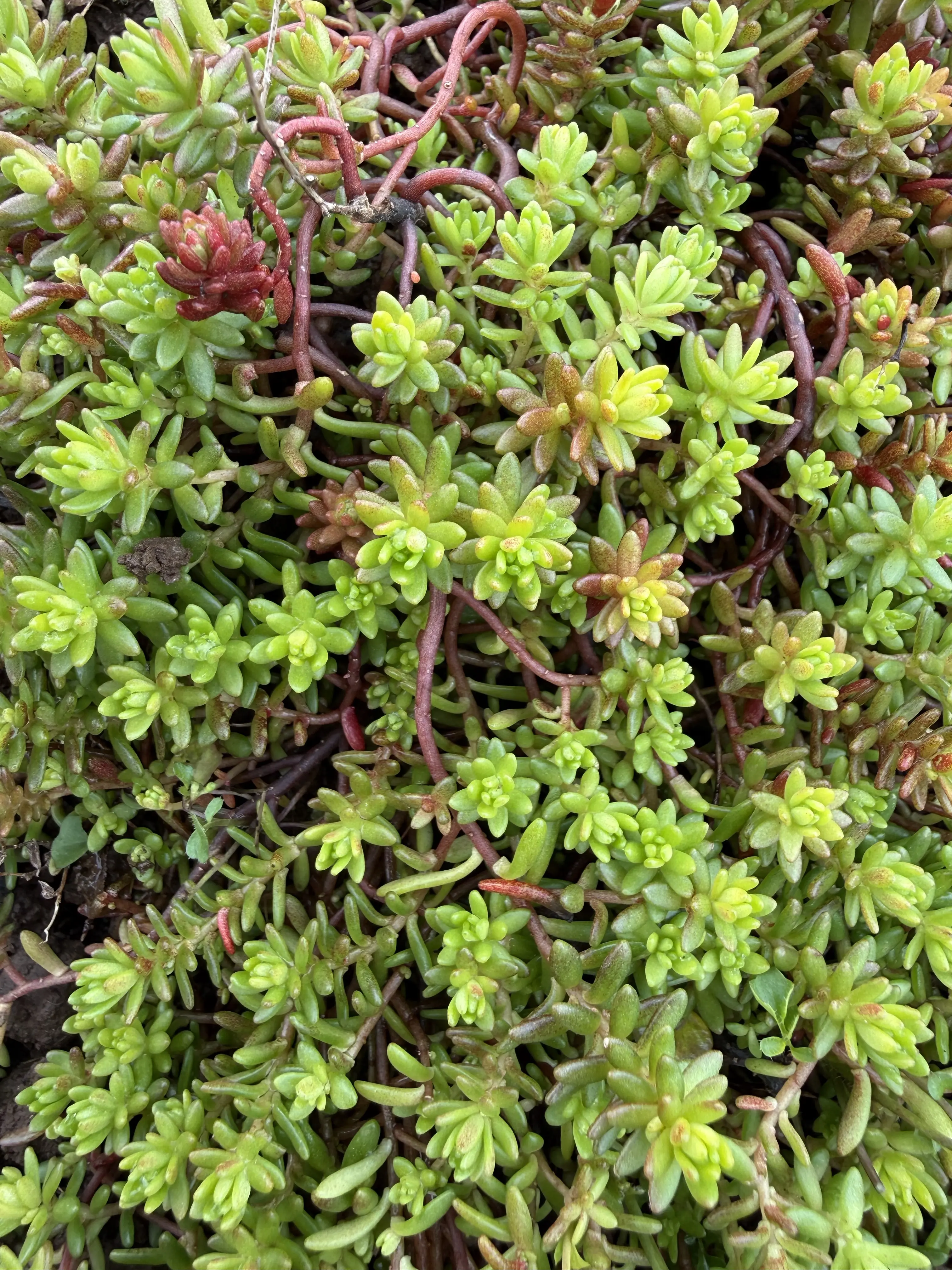 Sedum japonicum var. senanese